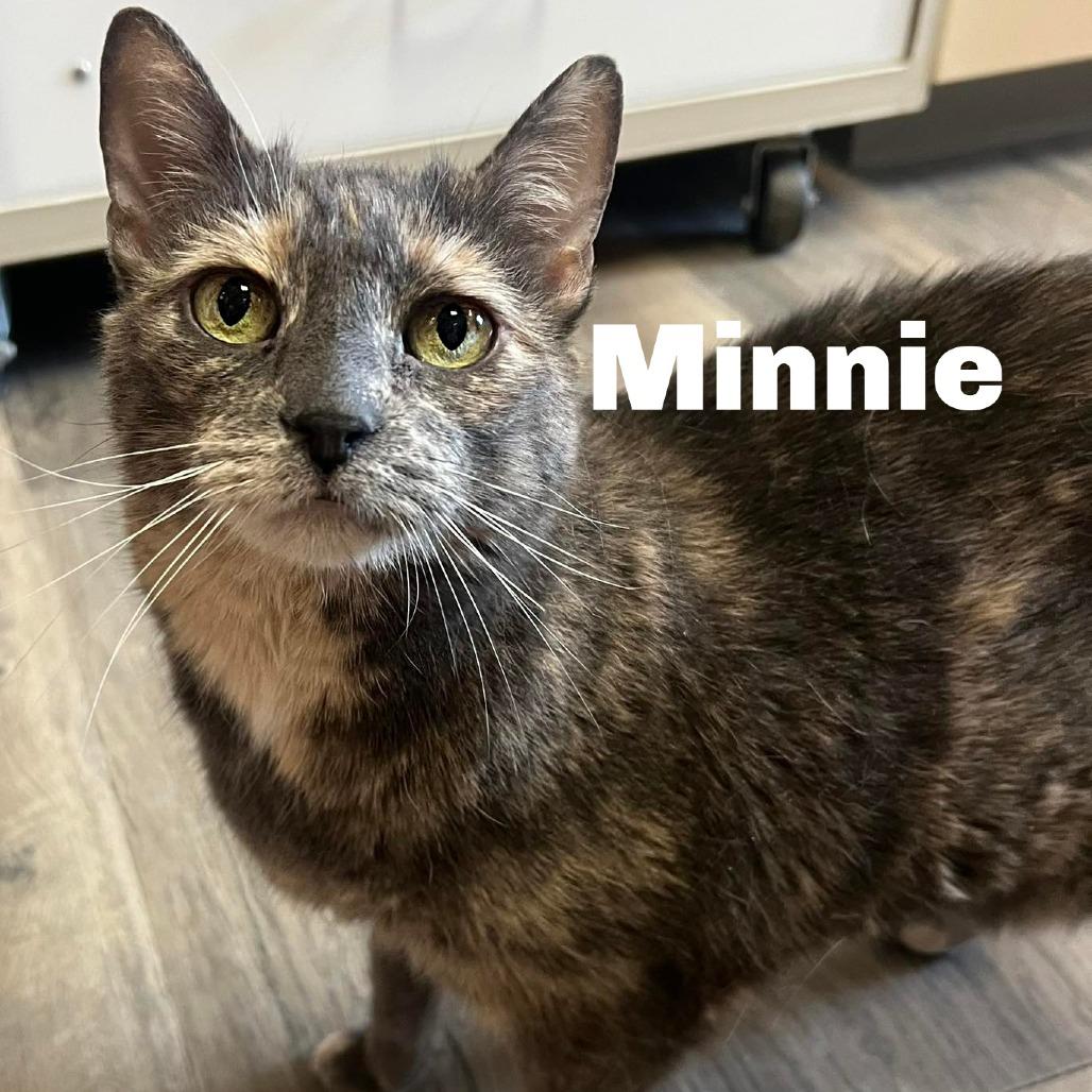 Enlarge Minnie 260505, a Adoptable Domestic Short Hair in Escanaba, MI image 1/1