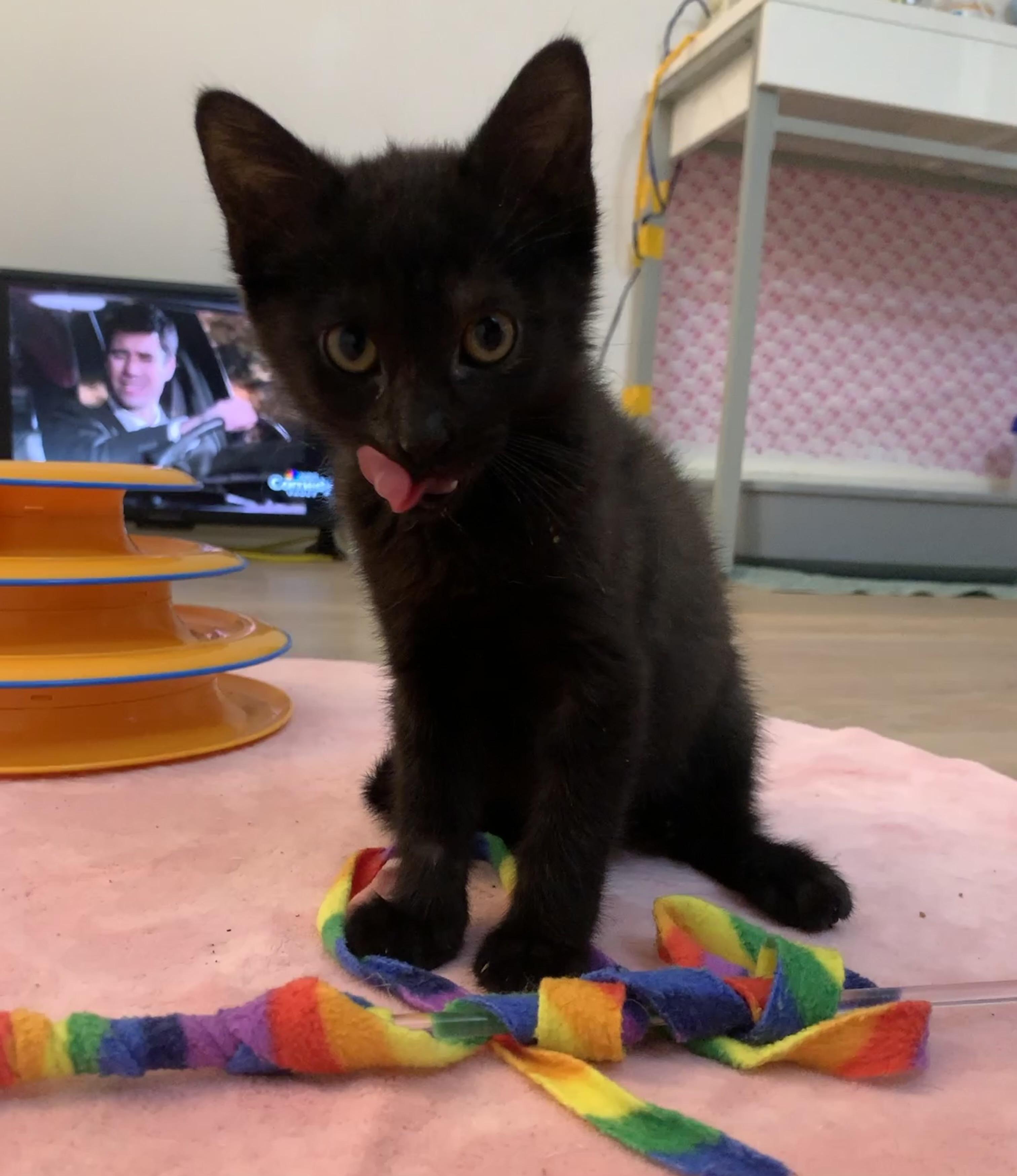 Enlarge Juliet, a ADOPTABLE Domestic Short Hair in Montclair, NJ image 6/6