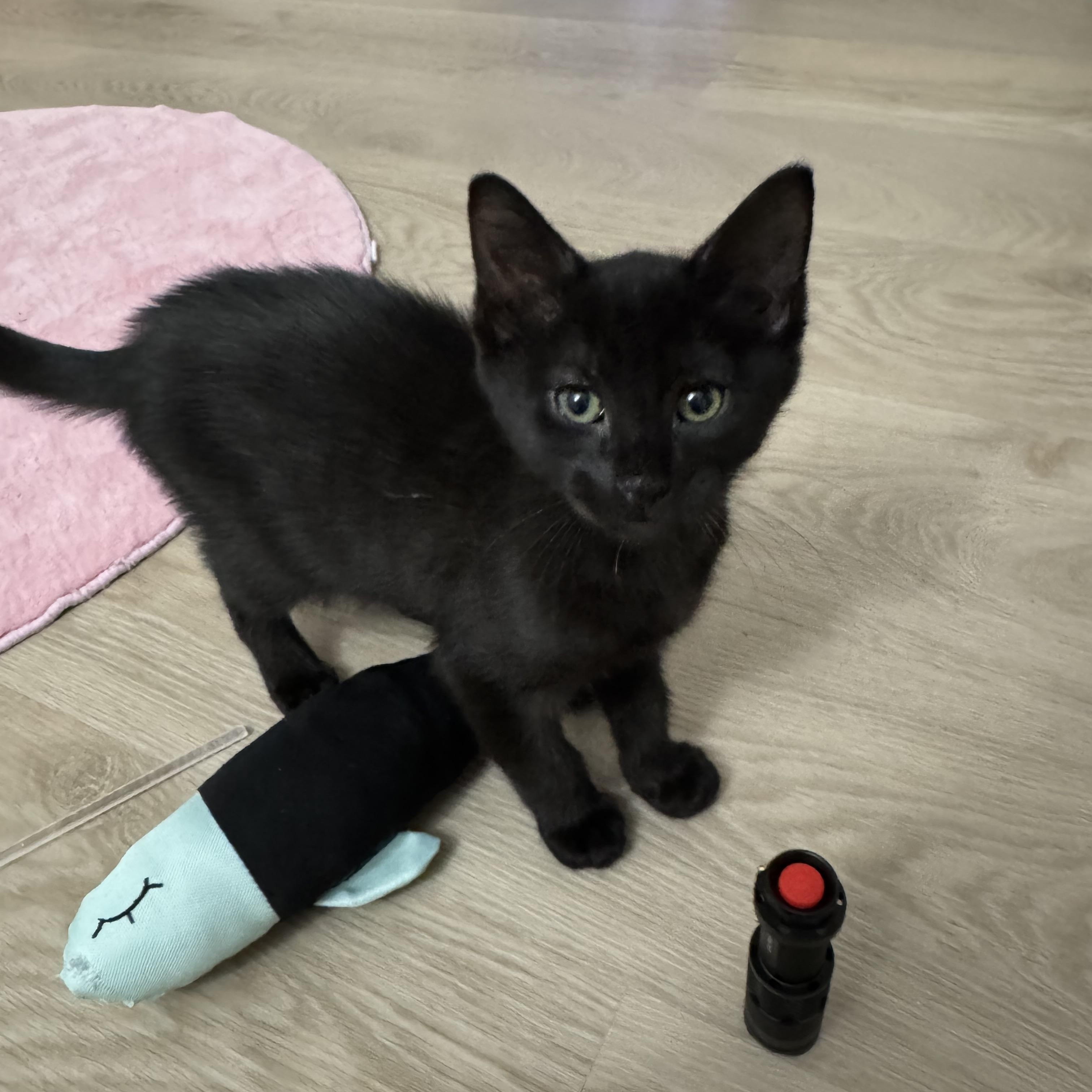 Enlarge Juliet, a ADOPTABLE Domestic Short Hair in Montclair, NJ image 3/6