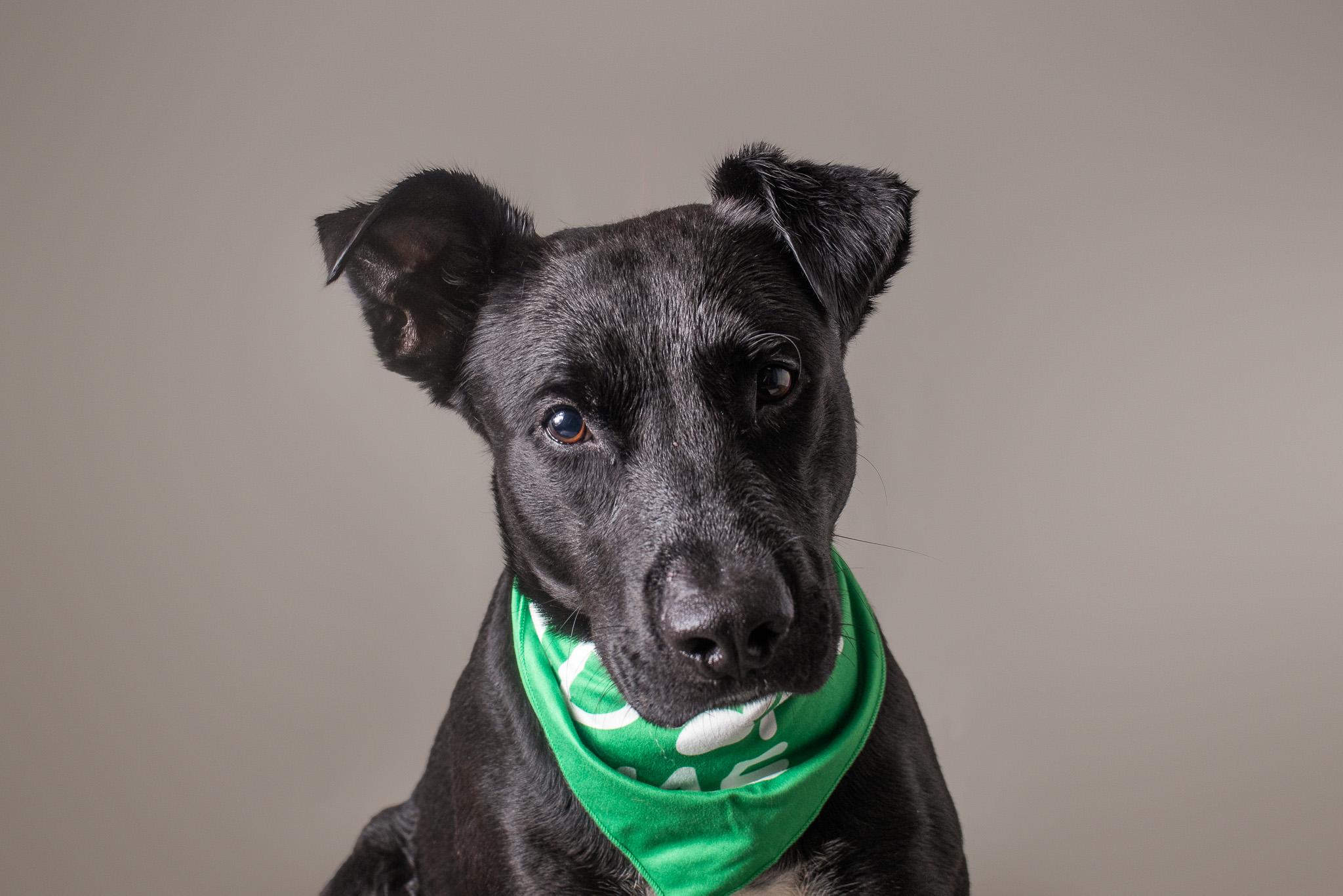 Xolo, ADOPTABLE, Adult Male Black Labrador Retriever.