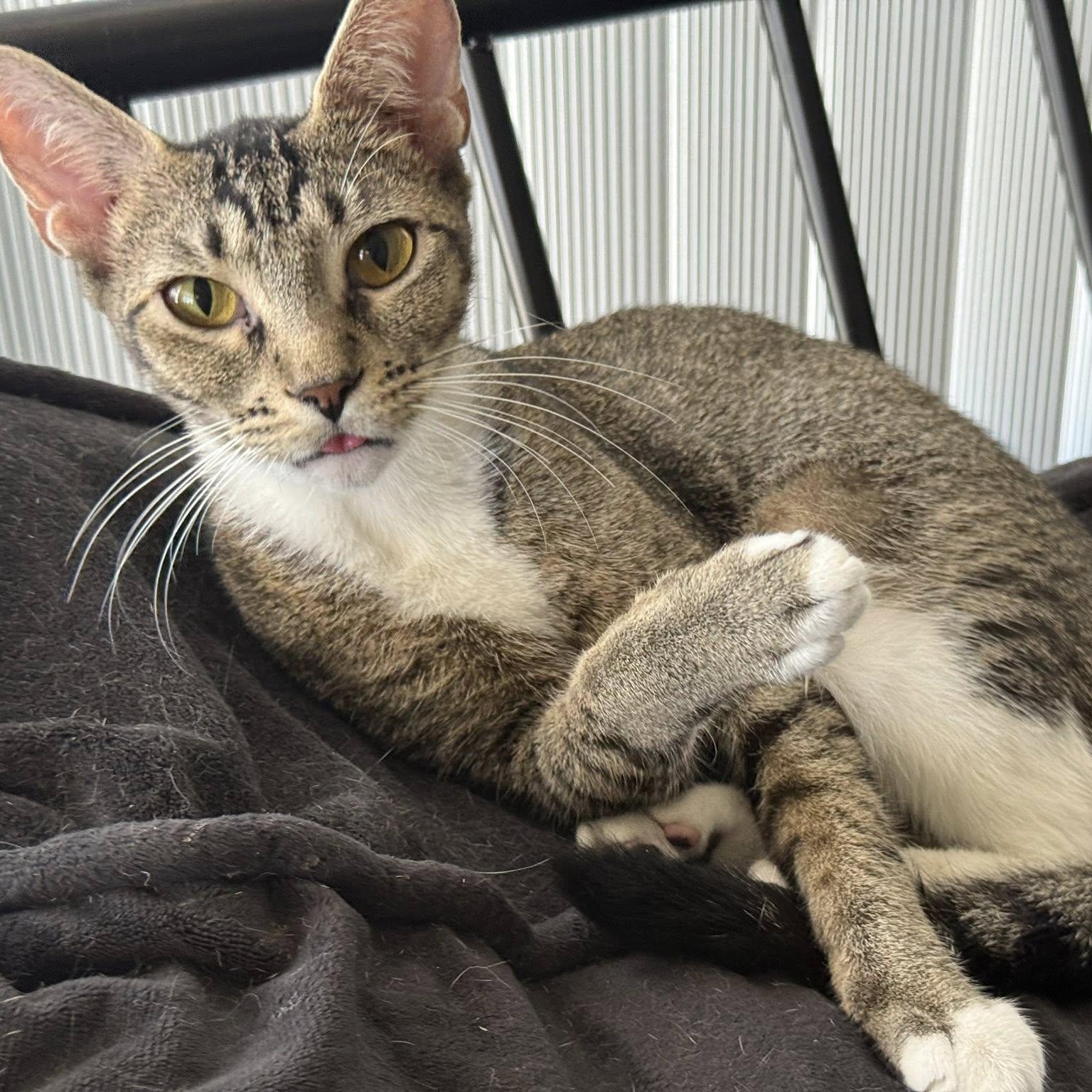 Kiki, an adoptable Abyssinian, Tabby in Wimauma, FL, 33598 | Photo Image 5
