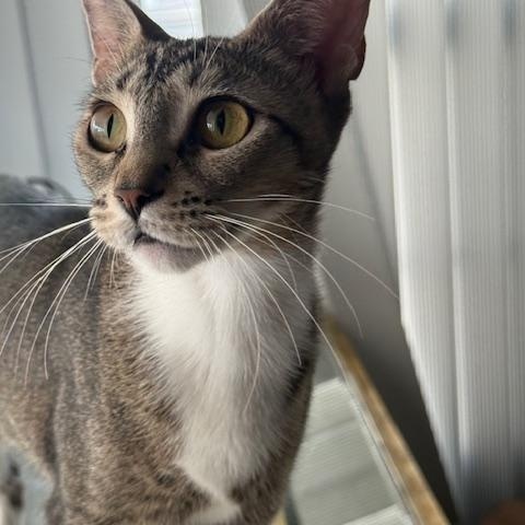 Kiki, an adoptable Abyssinian, Tabby in Wimauma, FL, 33598 | Photo Image 2