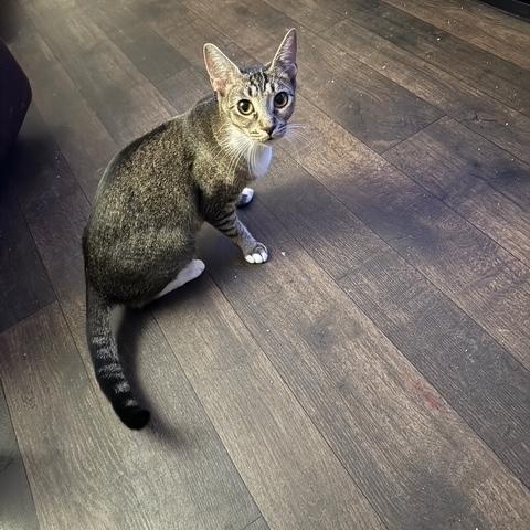 Kiki, an adoptable Abyssinian, Tabby in Wimauma, FL, 33598 | Photo Image 6