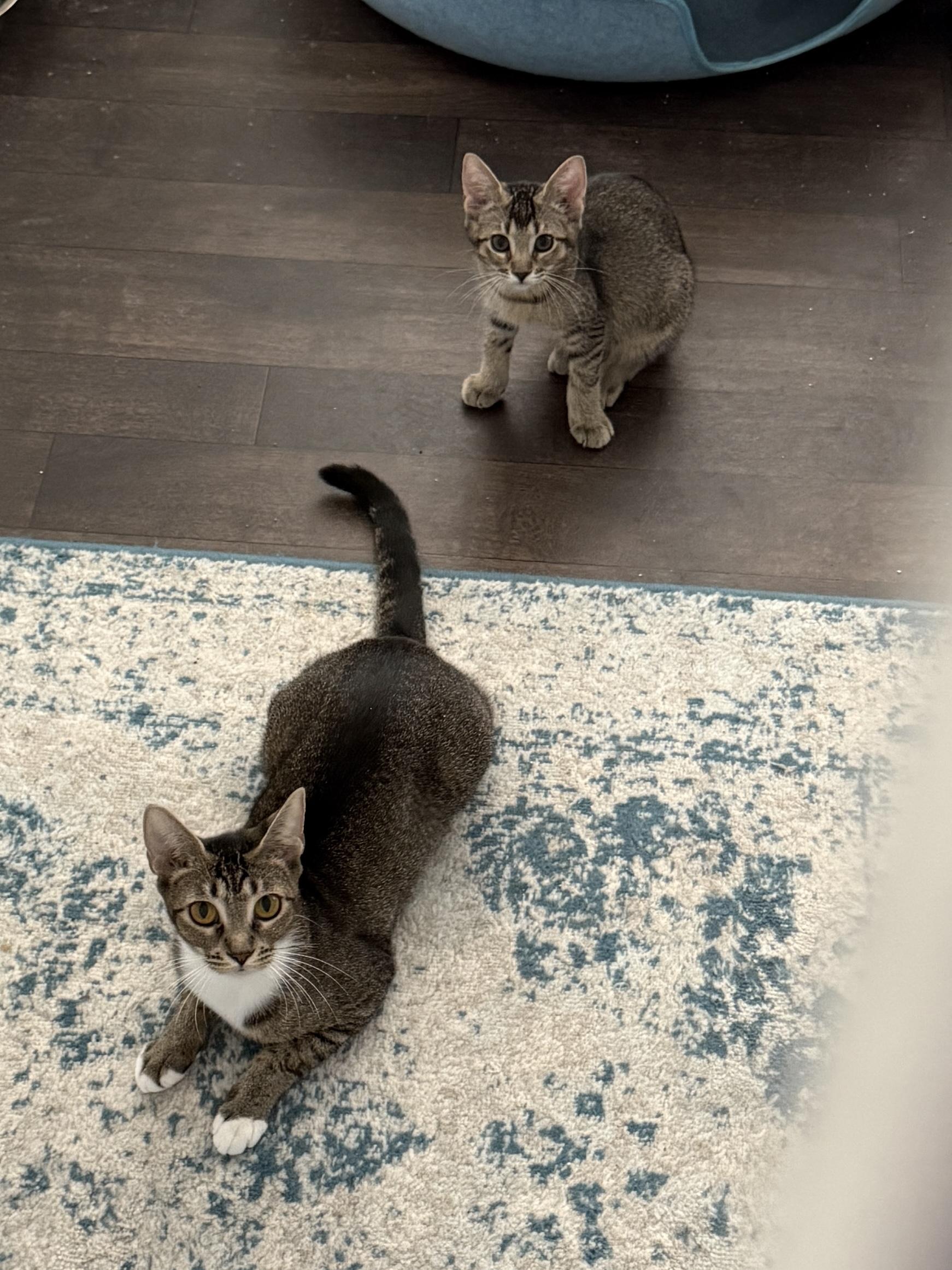 Kiki, an adoptable Abyssinian, Tabby in Wimauma, FL, 33598 | Photo Image 4