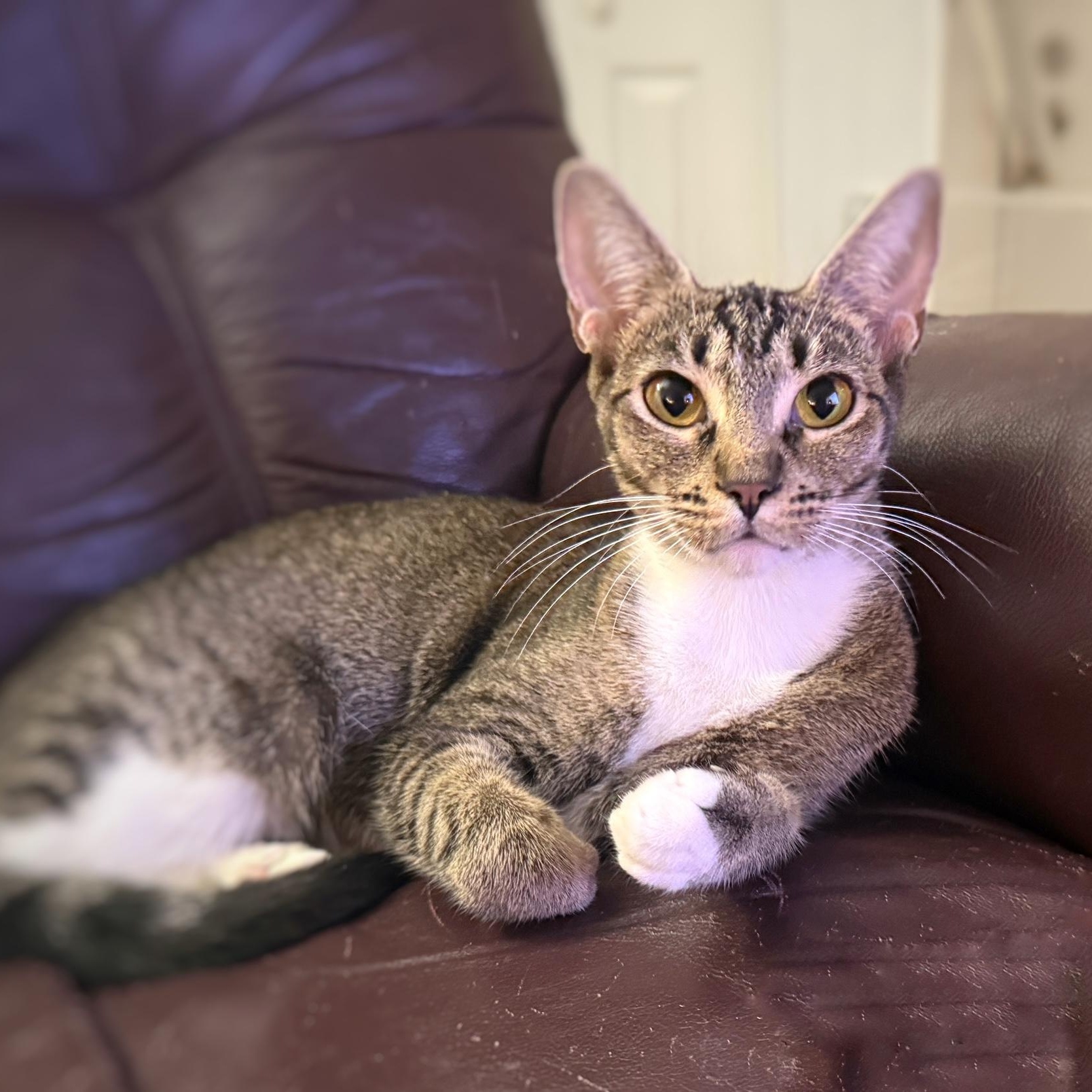 Kiki, an adoptable Abyssinian, Tabby in Wimauma, FL, 33598 | Photo Image 1