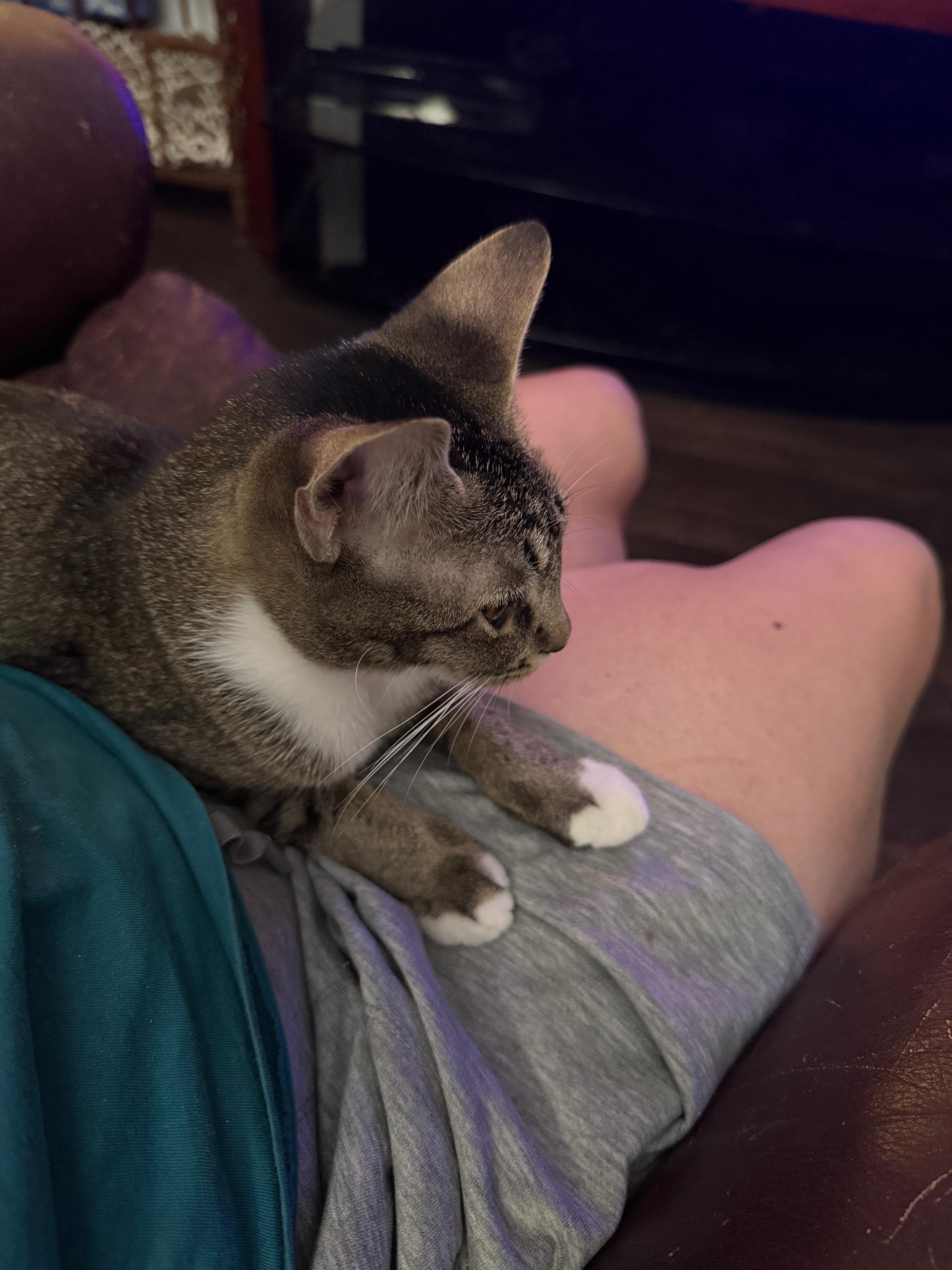 Kiki, an adoptable Abyssinian, Tabby in Wimauma, FL, 33598 | Photo Image 3