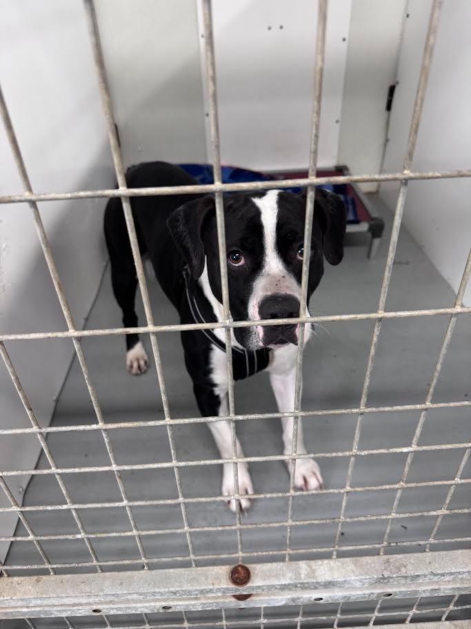 Enlarge Thor, a Adoptable mixed breed in Glenfield, NY image 1/6