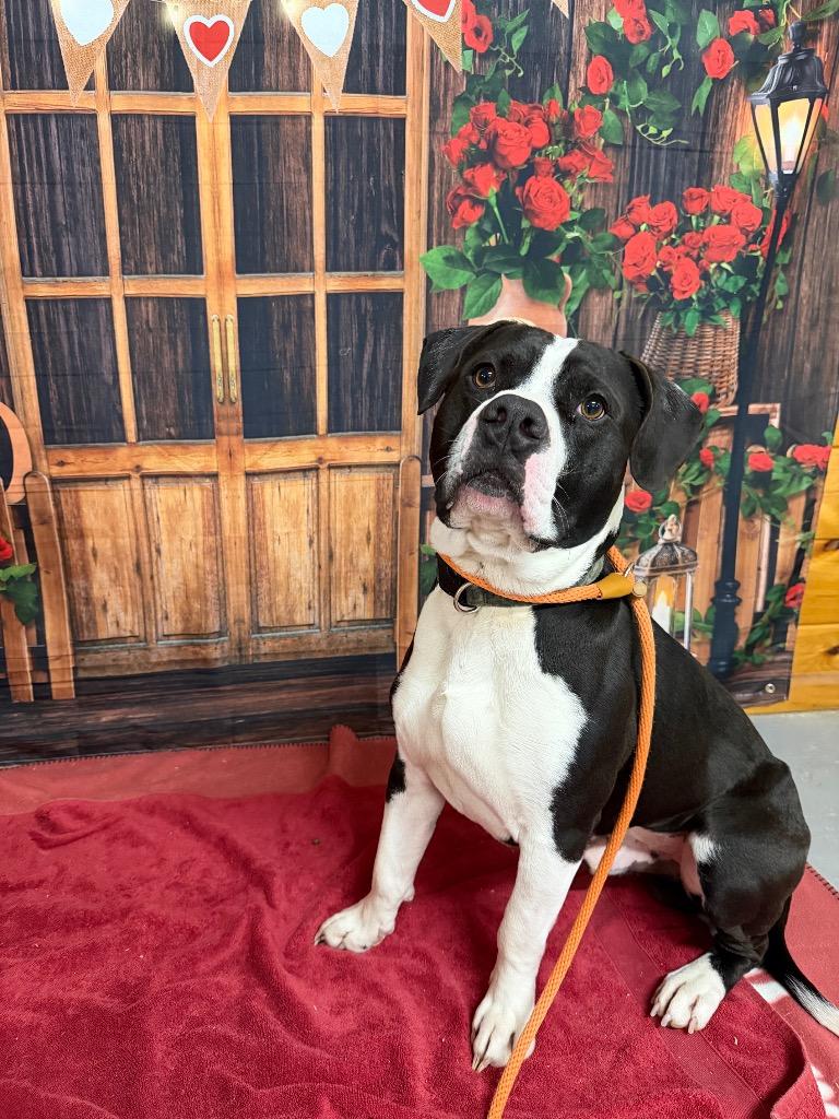 Enlarge Thor, a Adoptable mixed breed in Glenfield, NY image 2/6