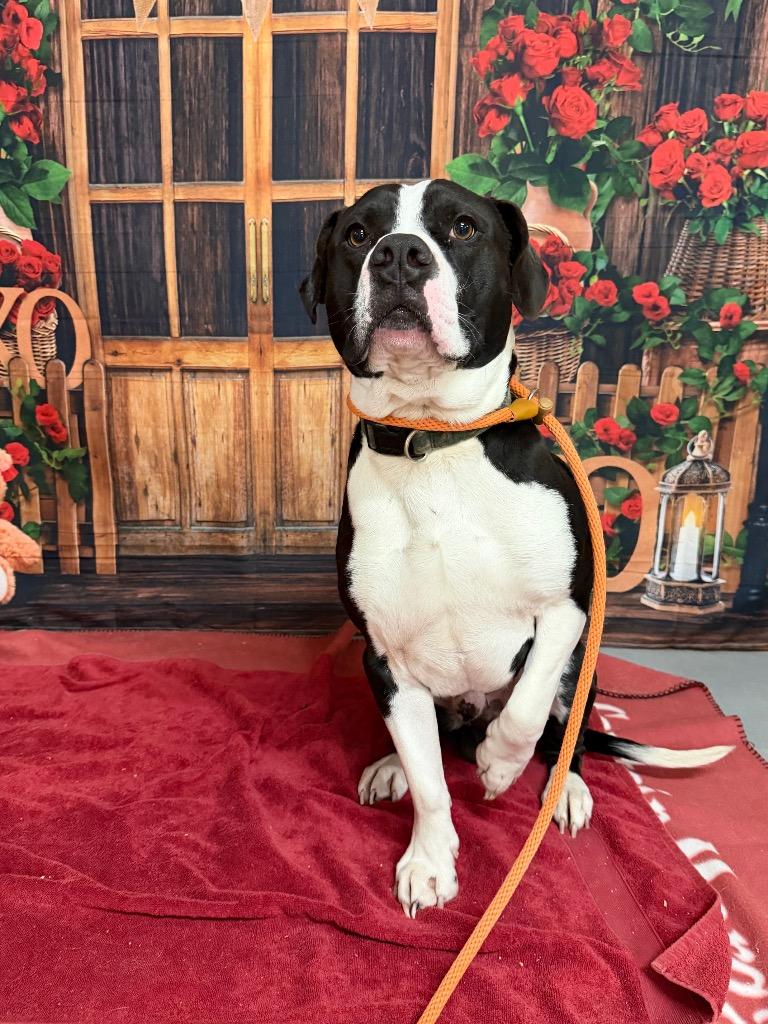 Enlarge Thor, a Adoptable mixed breed in Glenfield, NY image 3/6
