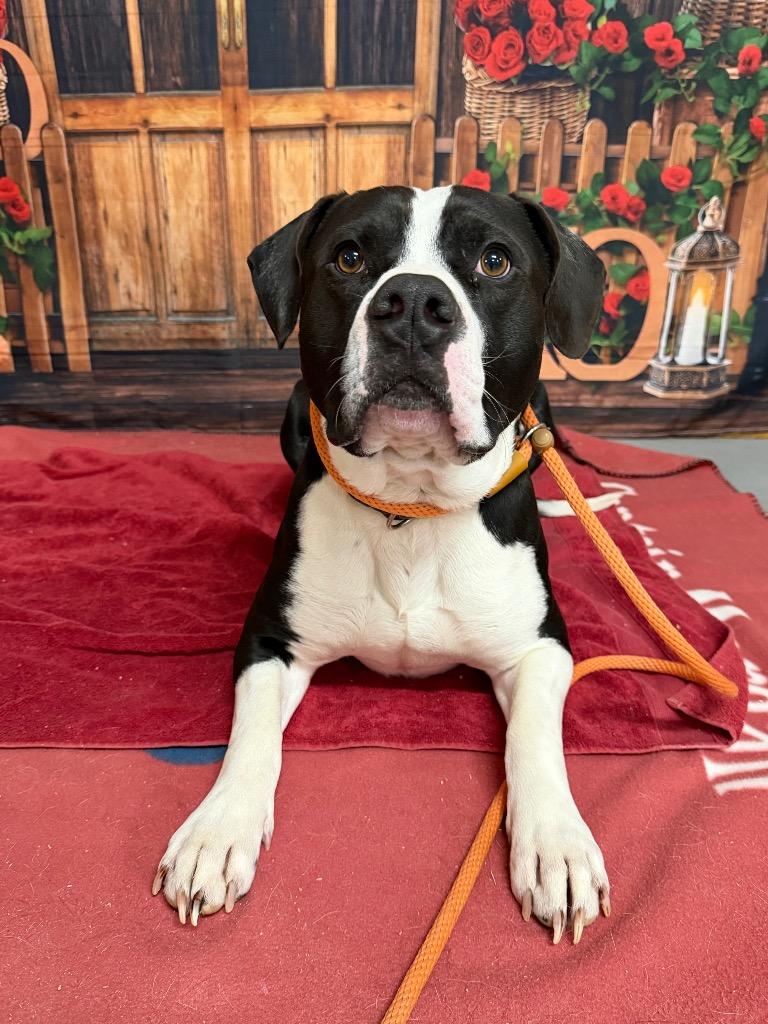 Enlarge Thor, a Adoptable mixed breed in Glenfield, NY image 4/6