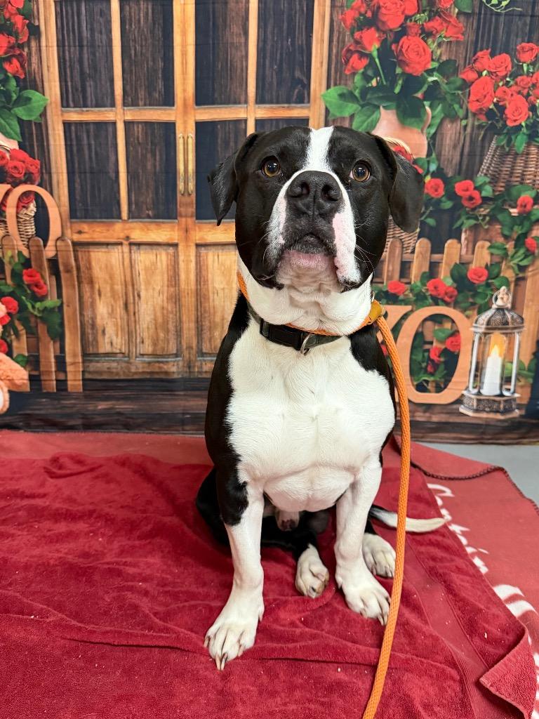 Enlarge Thor, a Adoptable mixed breed in Glenfield, NY image 5/6