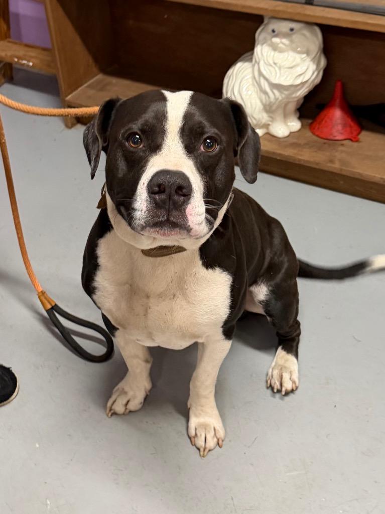 Enlarge Thor, a Adoptable mixed breed in Glenfield, NY image 6/6