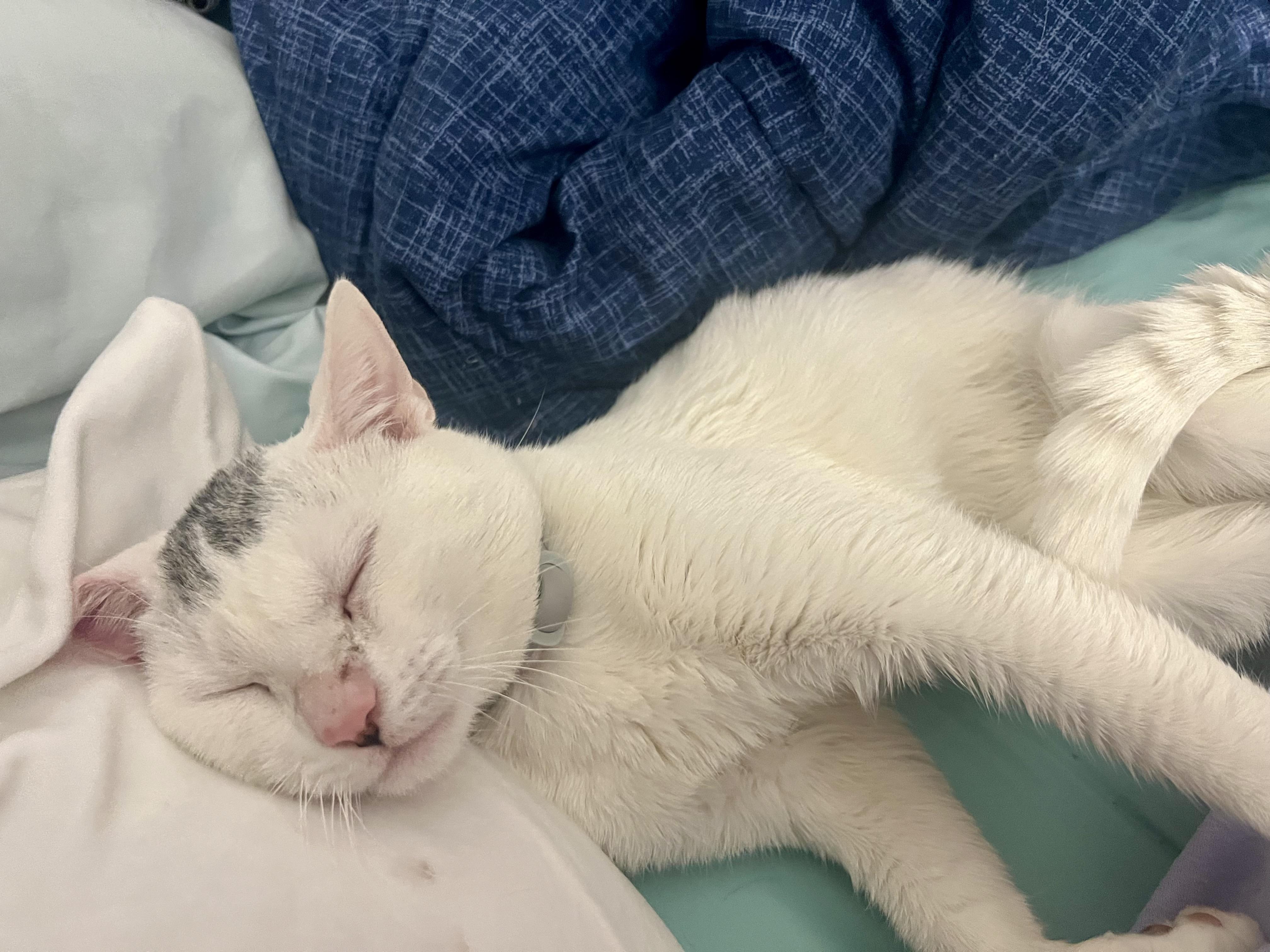 Enlarge LITTLE JOHNNY, a ADOPTABLE Domestic Short Hair in Media, PA image 2/6