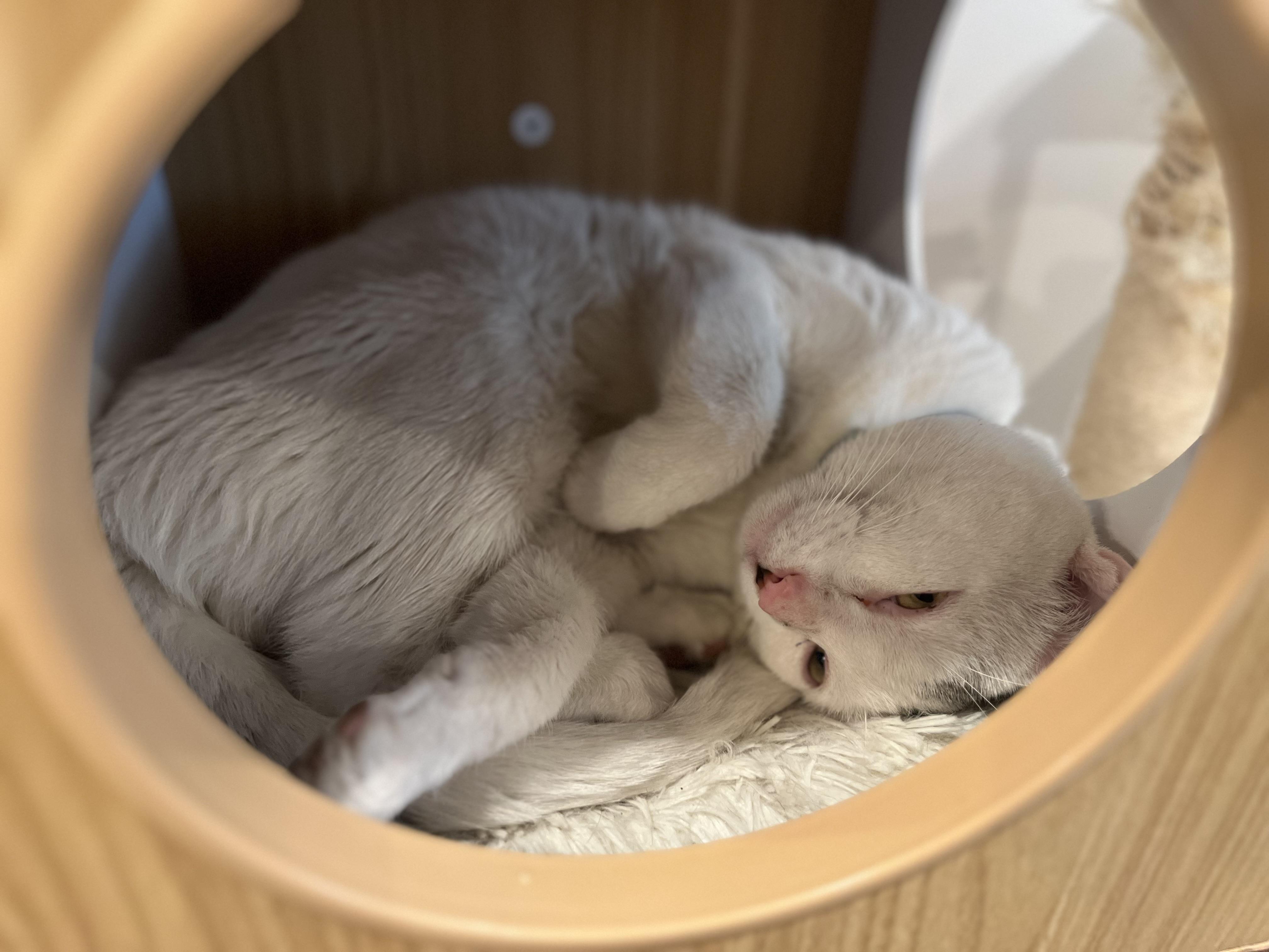 Enlarge LITTLE JOHNNY, a ADOPTABLE Domestic Short Hair in Media, PA image 6/6