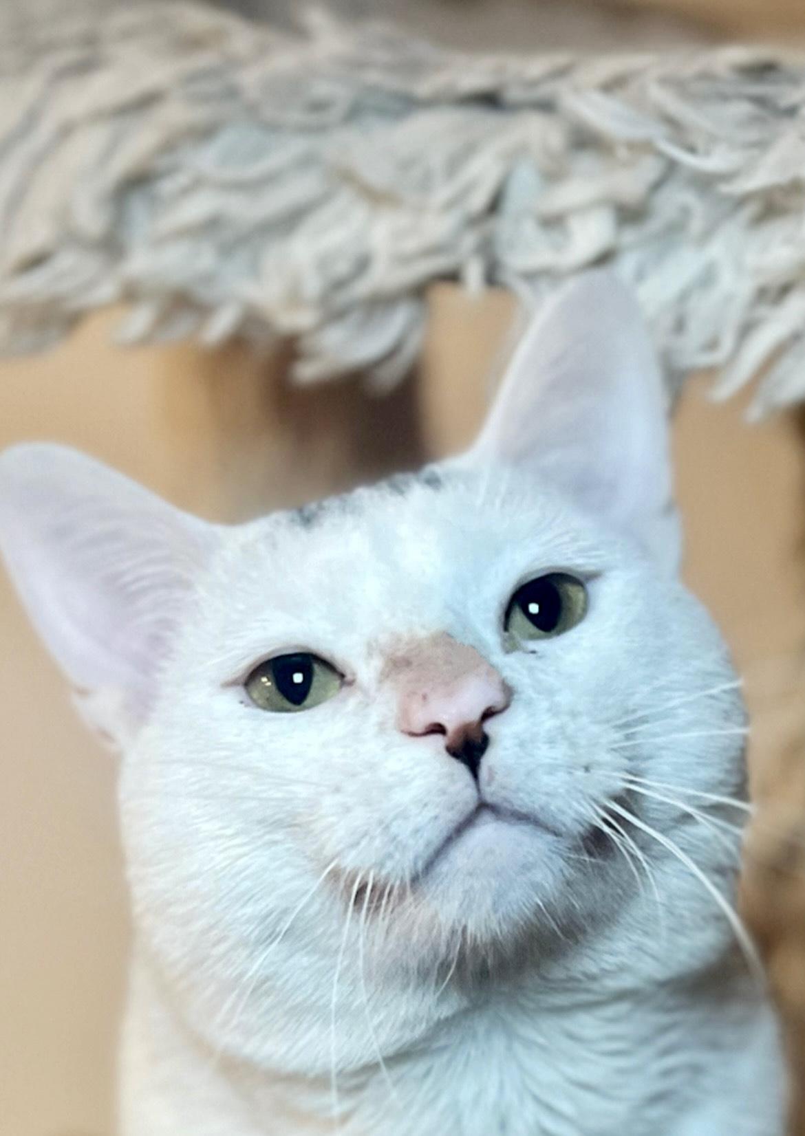 Enlarge LITTLE JOHNNY, a ADOPTABLE Domestic Short Hair in Media, PA image 1/6