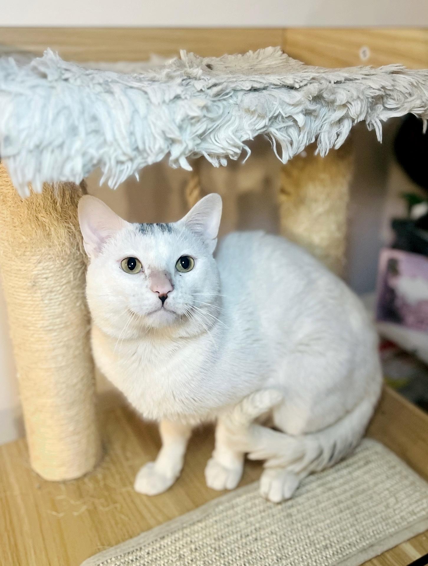 Enlarge LITTLE JOHNNY, a ADOPTABLE Domestic Short Hair in Media, PA image 3/6