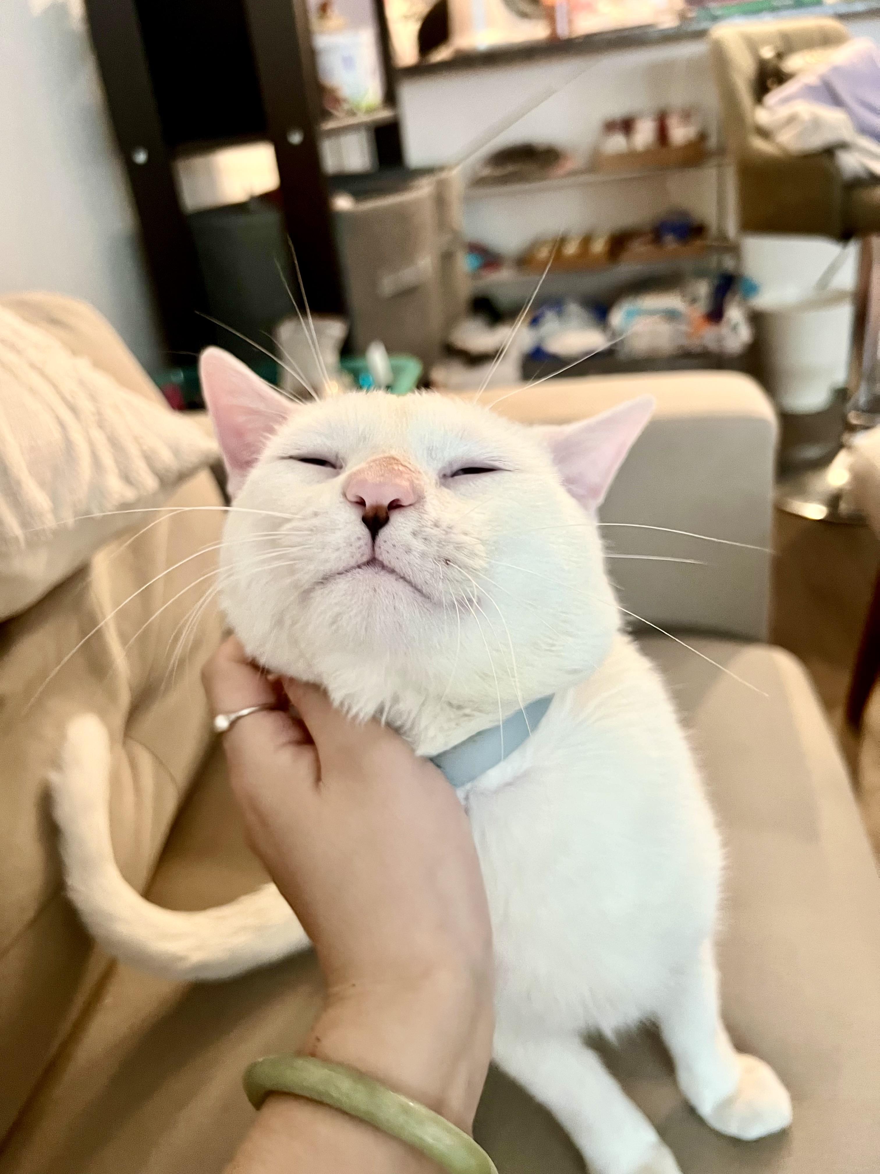 Enlarge LITTLE JOHNNY, a ADOPTABLE Domestic Short Hair in Media, PA image 5/6