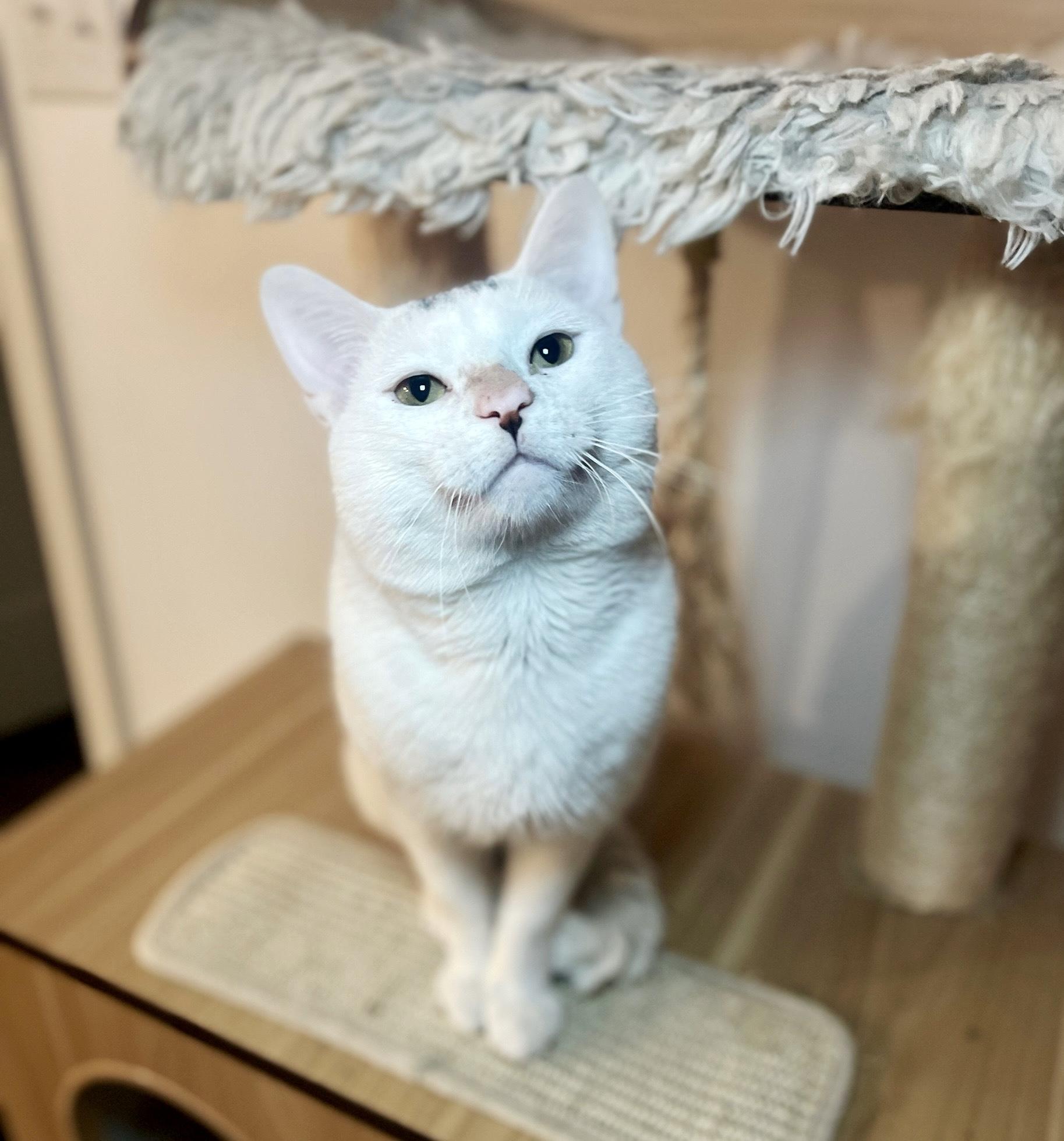 Enlarge LITTLE JOHNNY, a ADOPTABLE Domestic Short Hair in Media, PA image 4/6