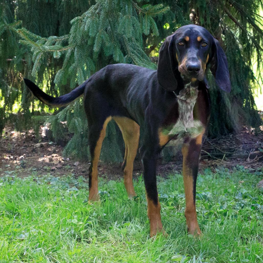 Enlarge Bambi, a Adoptable Black and Tan Coonhound in Versailles, KY image 1/1