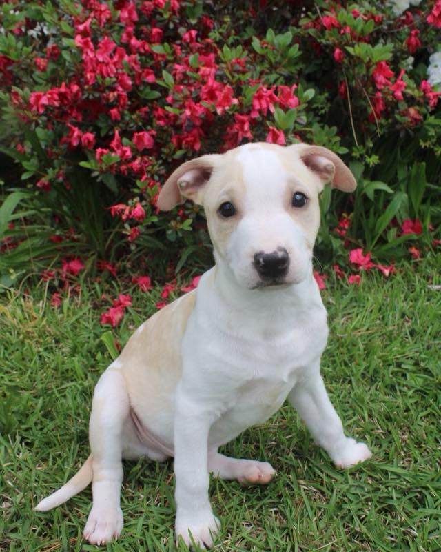 Rory, Adoptable, Puppy Male Terrier.