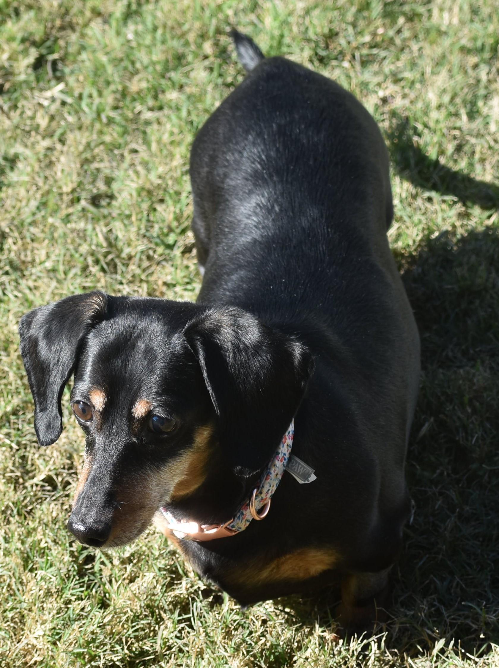 Dixie in TN, ADOPTABLE, Senior Female Dachshund.