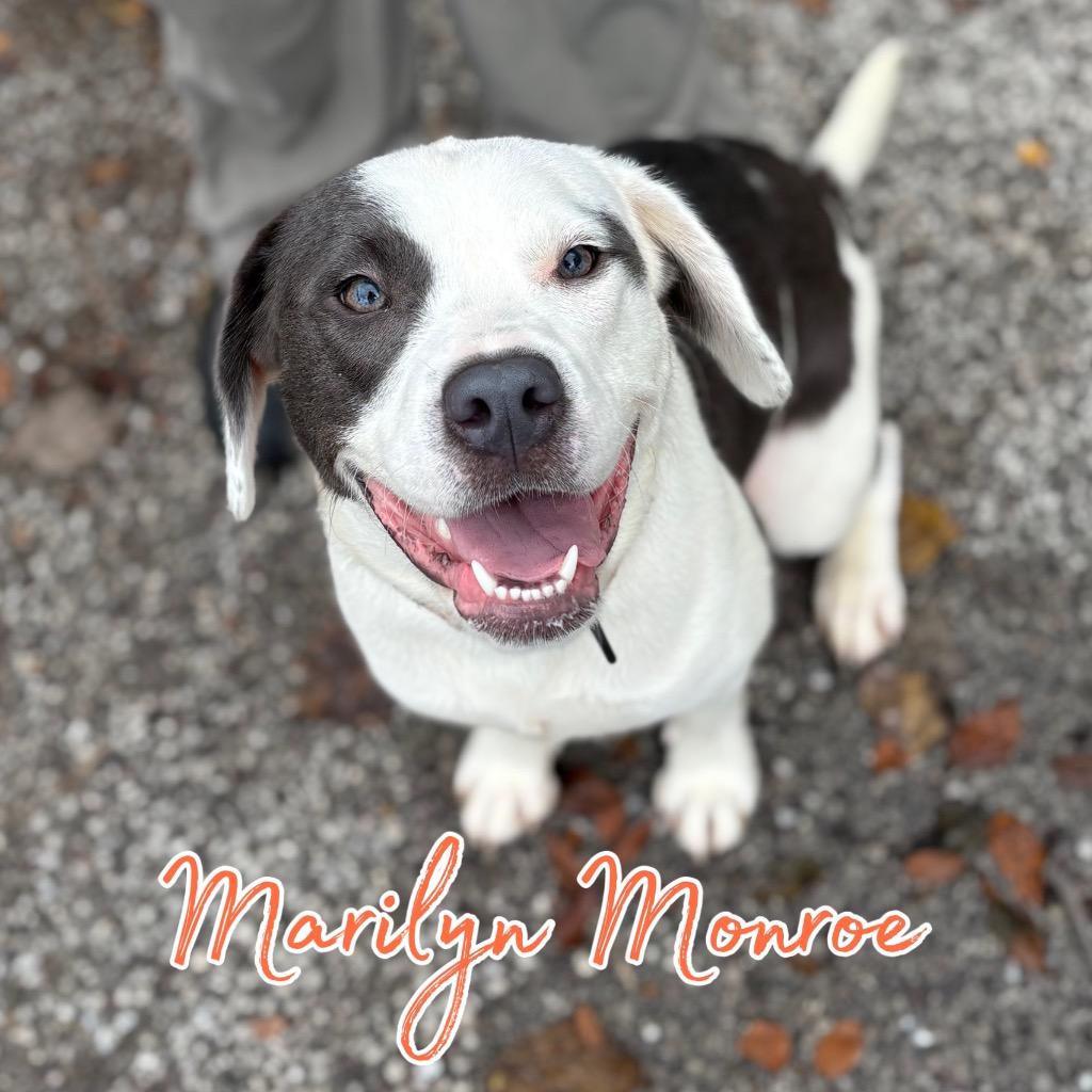 Marilyn Monroe, Adoptable, Young Female Australian Shepherd & Mixed Breed.