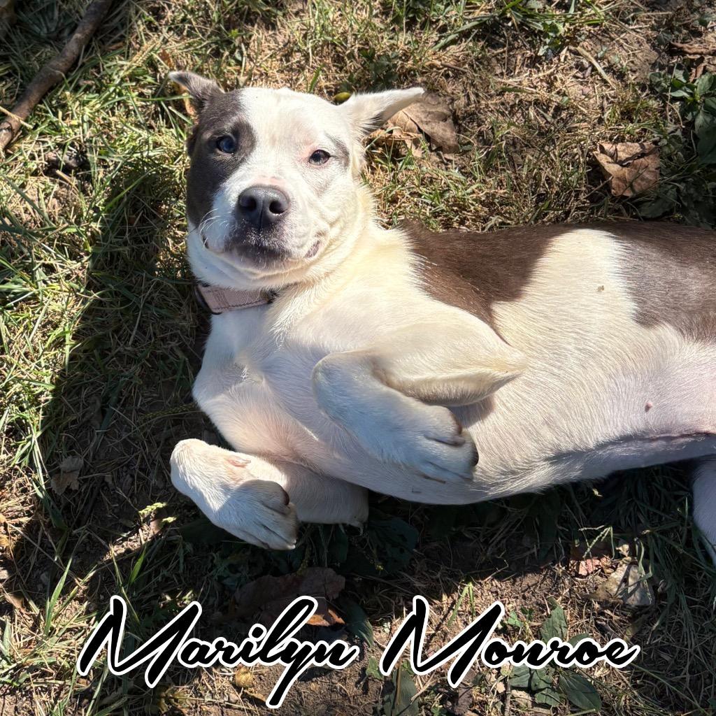 Enlarge Marilyn Monroe, a Adoptable mixed breed in Hillsboro, OH image 2/6
