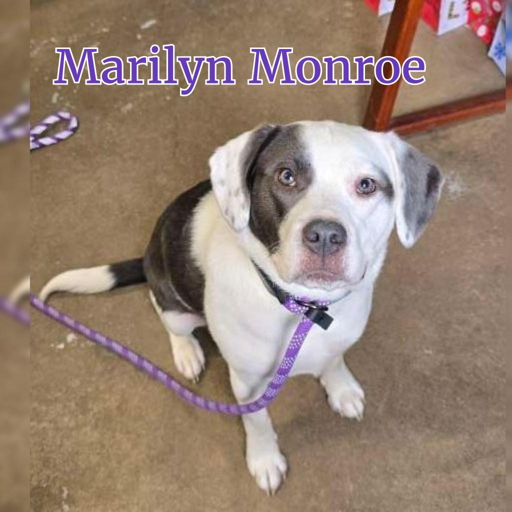Enlarge Marilyn Monroe, a Adoptable mixed breed in Hillsboro, OH image 4/6