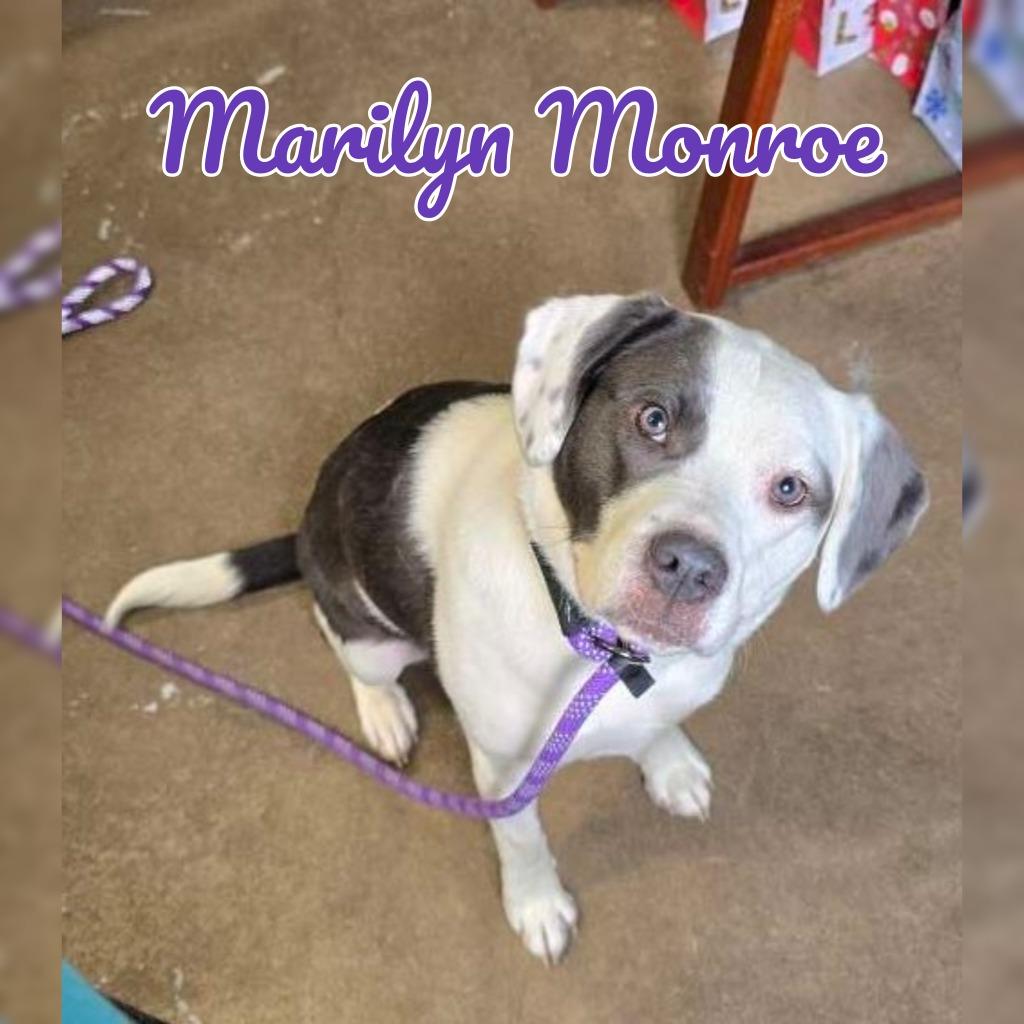 Enlarge Marilyn Monroe, a Adoptable mixed breed in Hillsboro, OH image 6/6