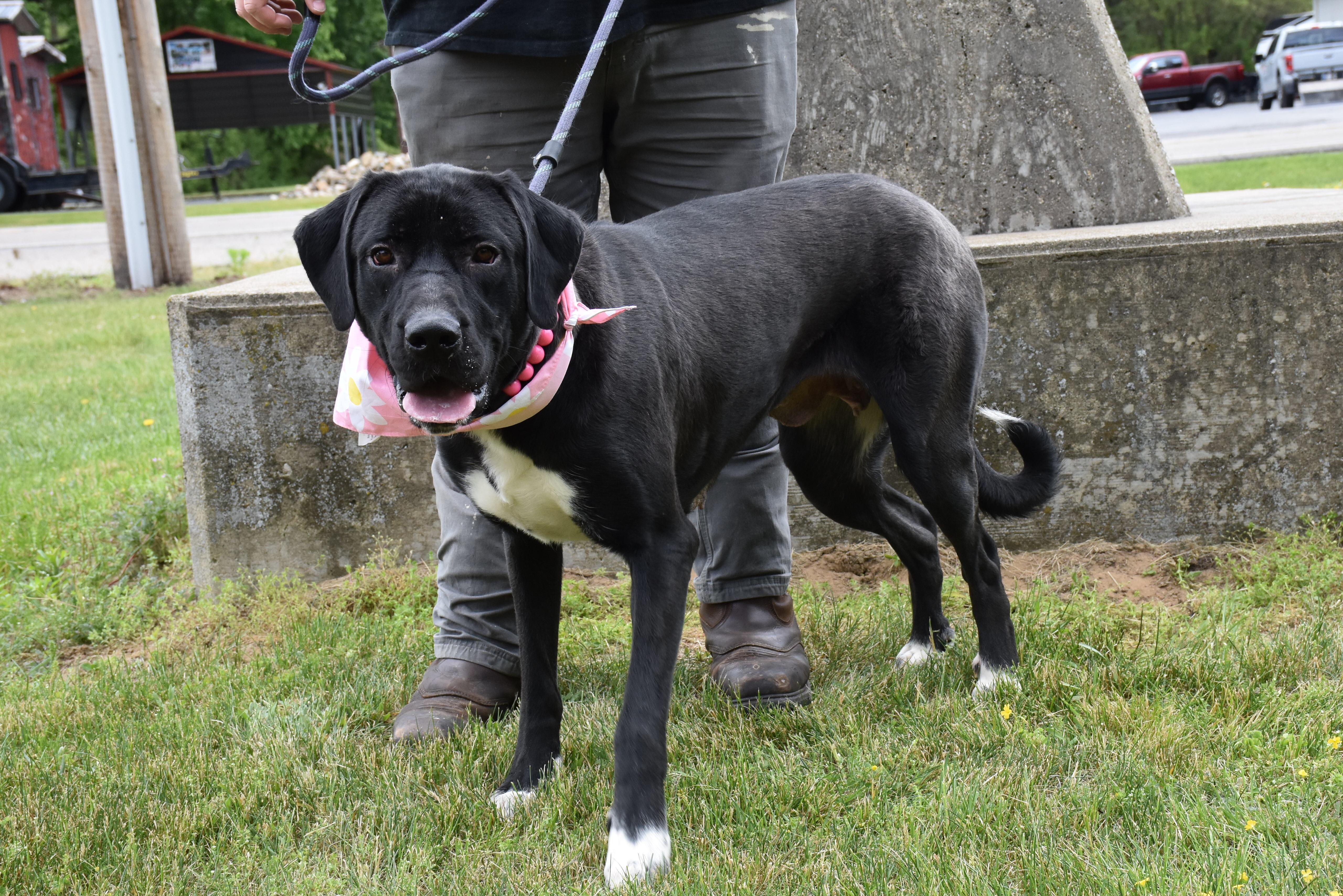 Delta, ADOPTABLE, Adult Female Anatolian Shepherd & Maremma Sheepdog.