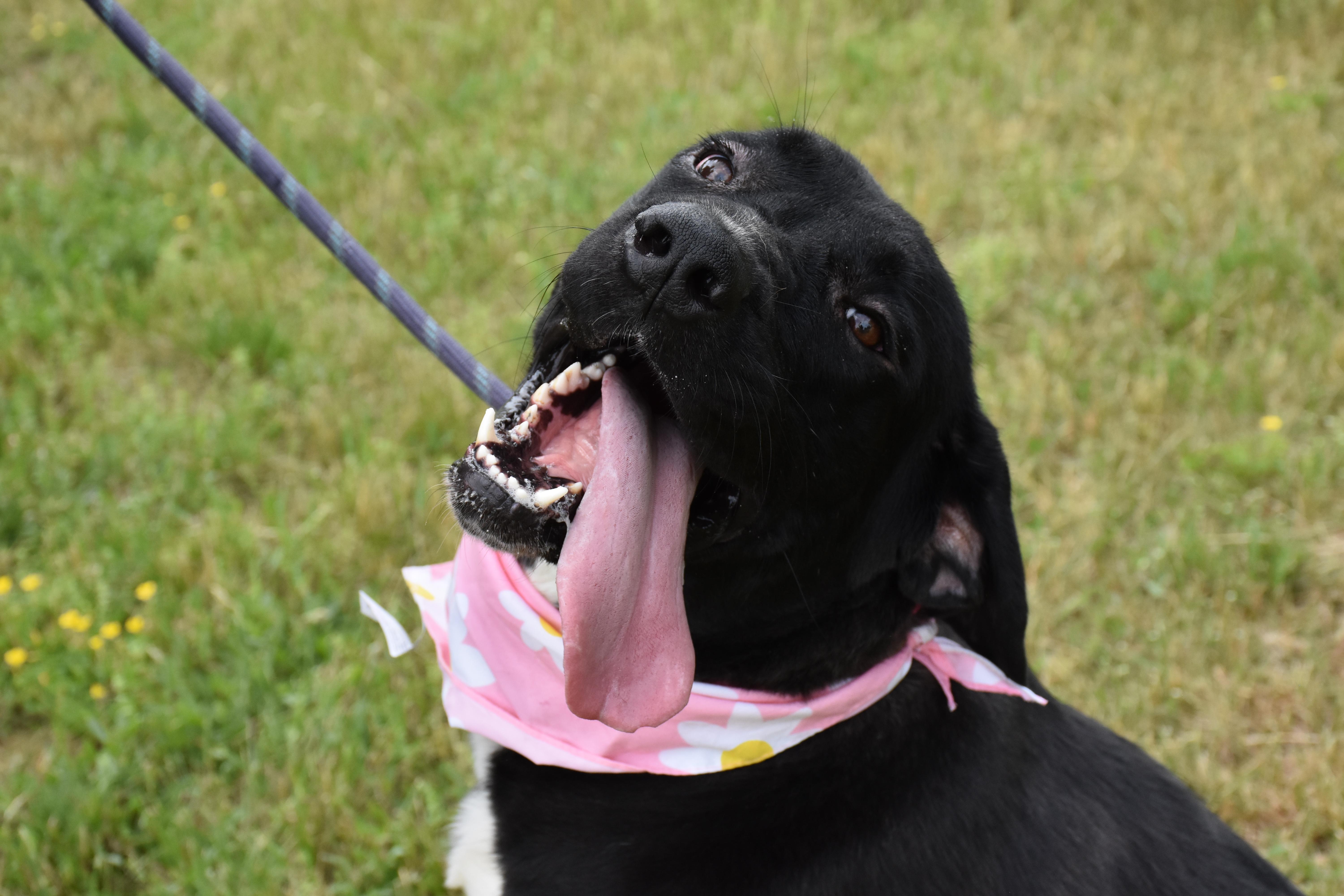 Delta, a ADOPTABLE mixed breed in North Judson, IN image 2/3