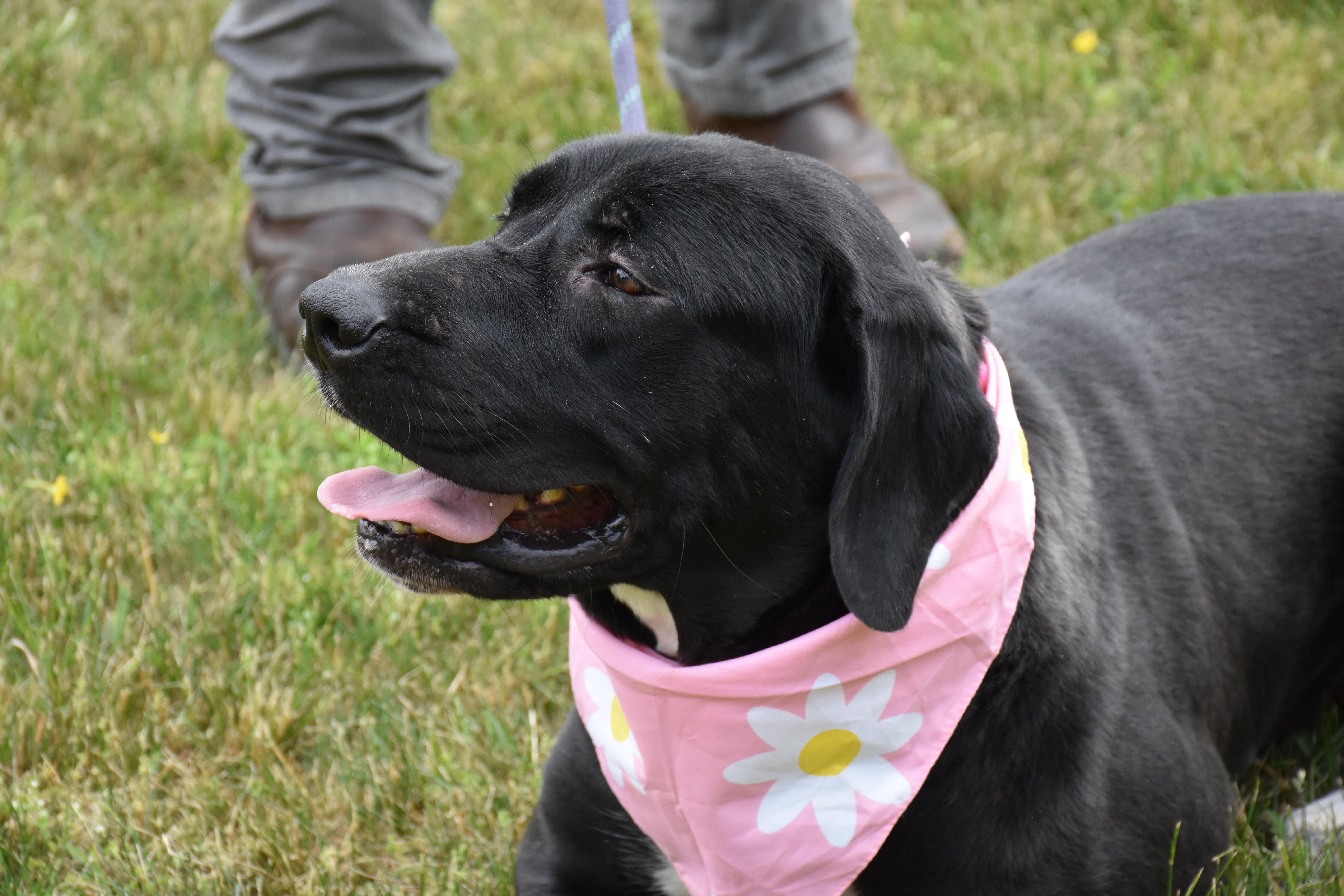Delta, a ADOPTABLE mixed breed in North Judson, IN image 3/3