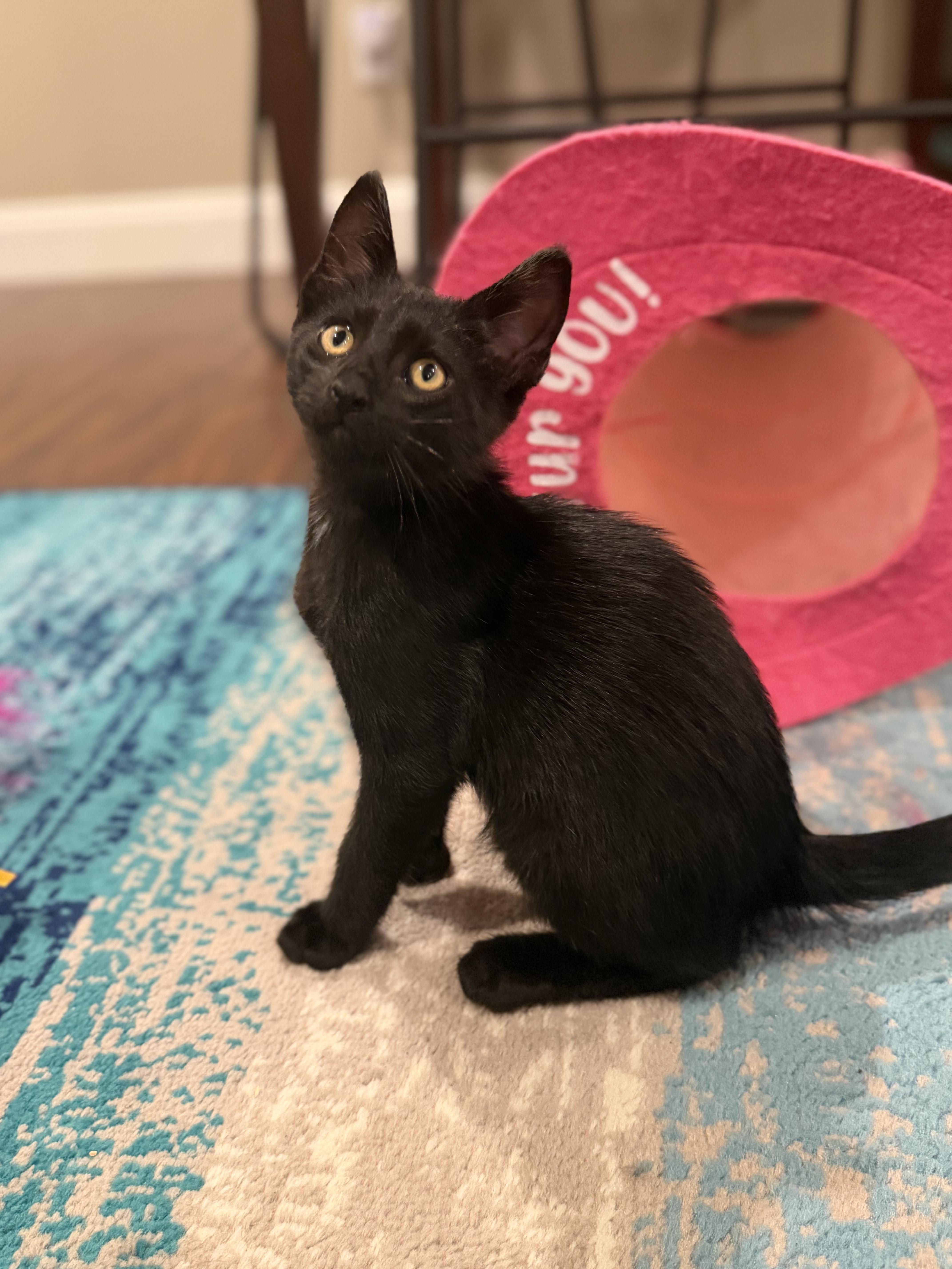 Bennett, a Adoptable Domestic Short Hair in Columbia, MO image 1/5