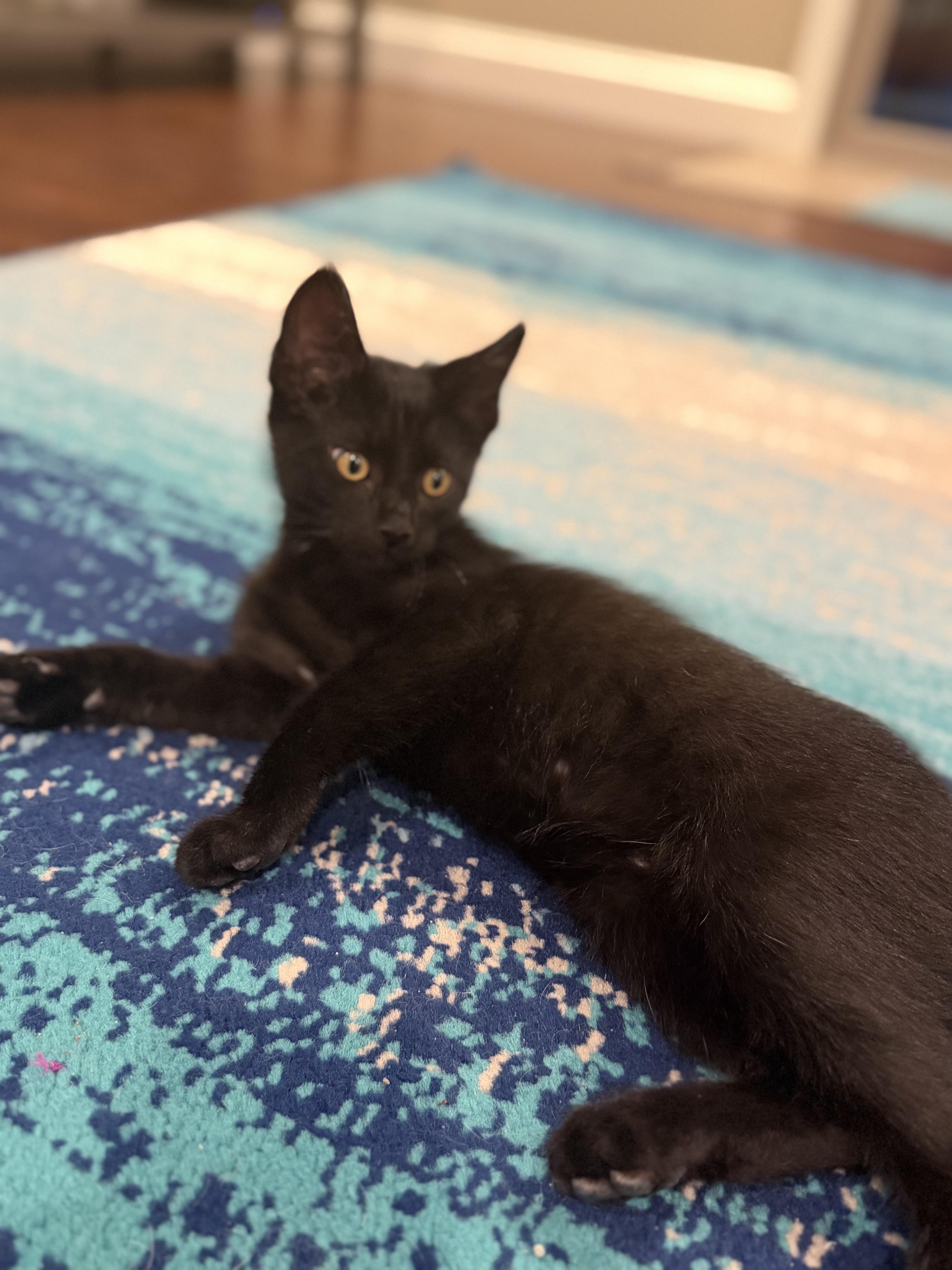 Bennett, a Adoptable Domestic Short Hair in Columbia, MO image 5/5