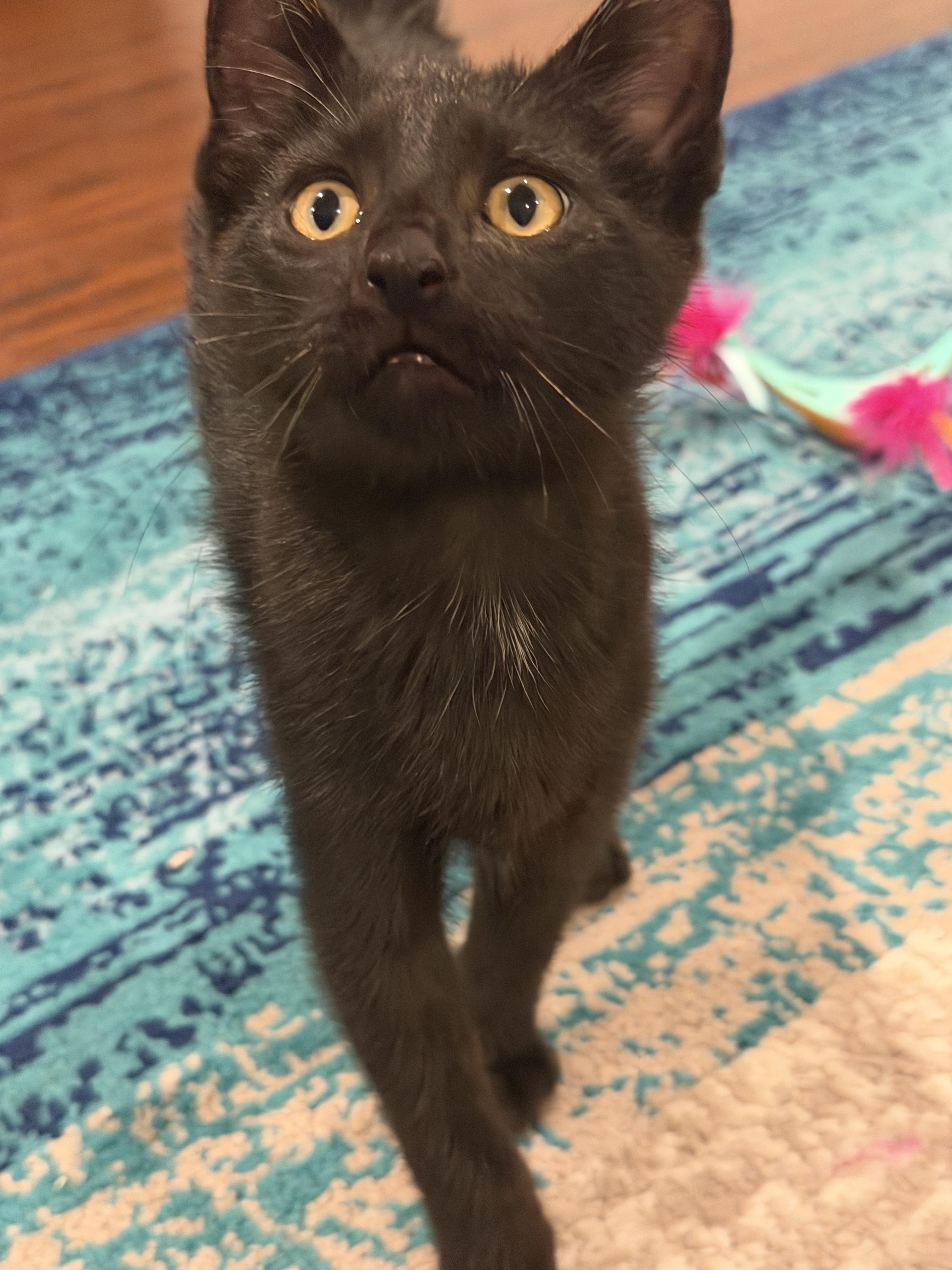 Bennett, a Adoptable Domestic Short Hair in Columbia, MO image 4/5
