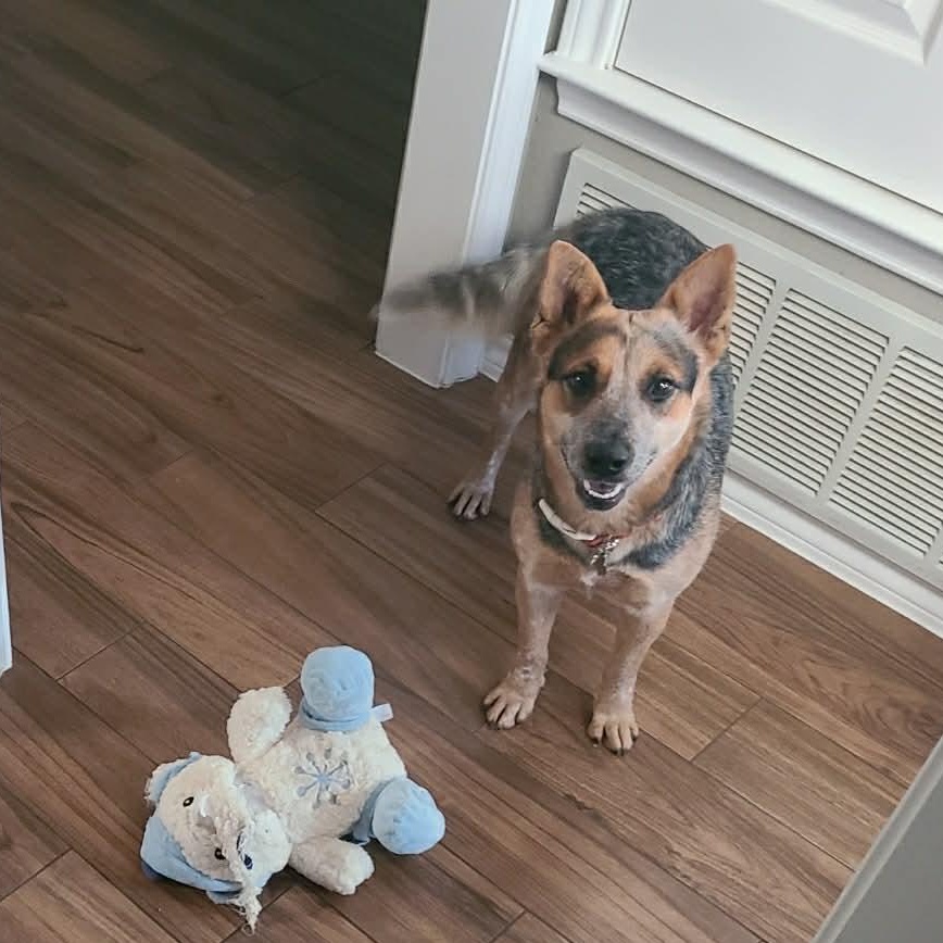 Enlarge Kristy , a Adoptable Australian Cattle Dog / Blue Heeler in Springtown , TX image 1/6