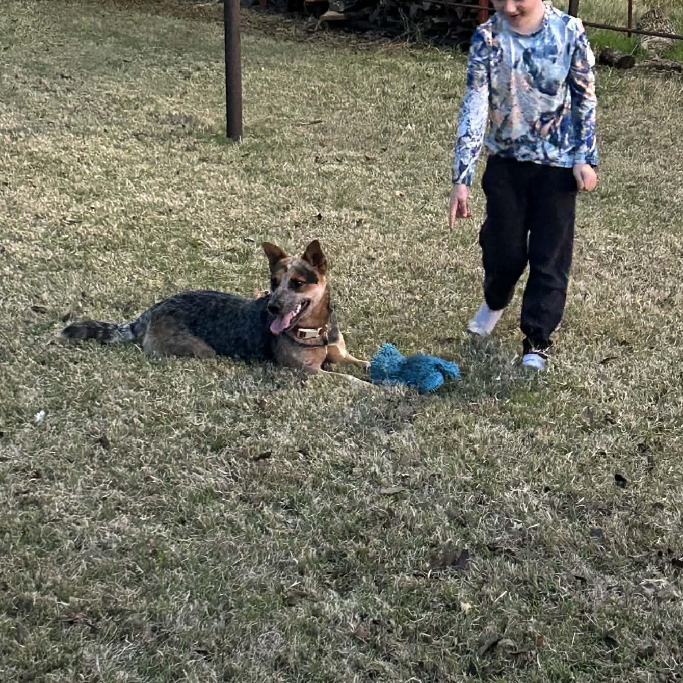 Enlarge Kristy , a Adoptable Australian Cattle Dog / Blue Heeler in Springtown , TX image 2/6