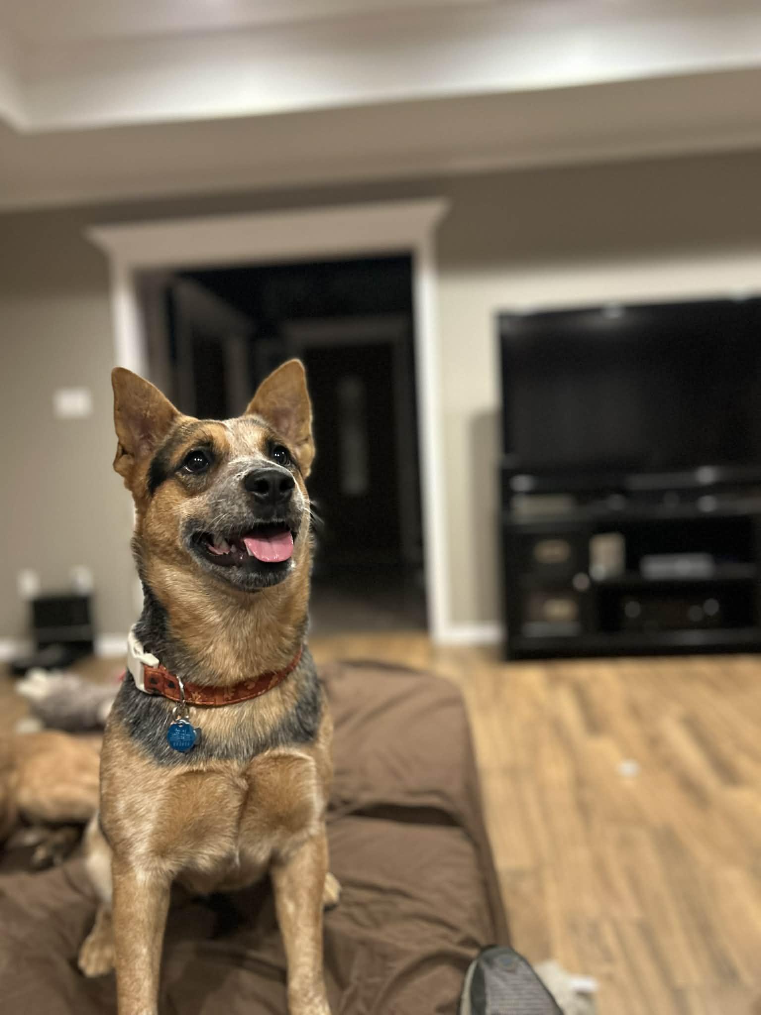 Enlarge Kristy , a Adoptable Australian Cattle Dog / Blue Heeler in Springtown , TX image 3/6