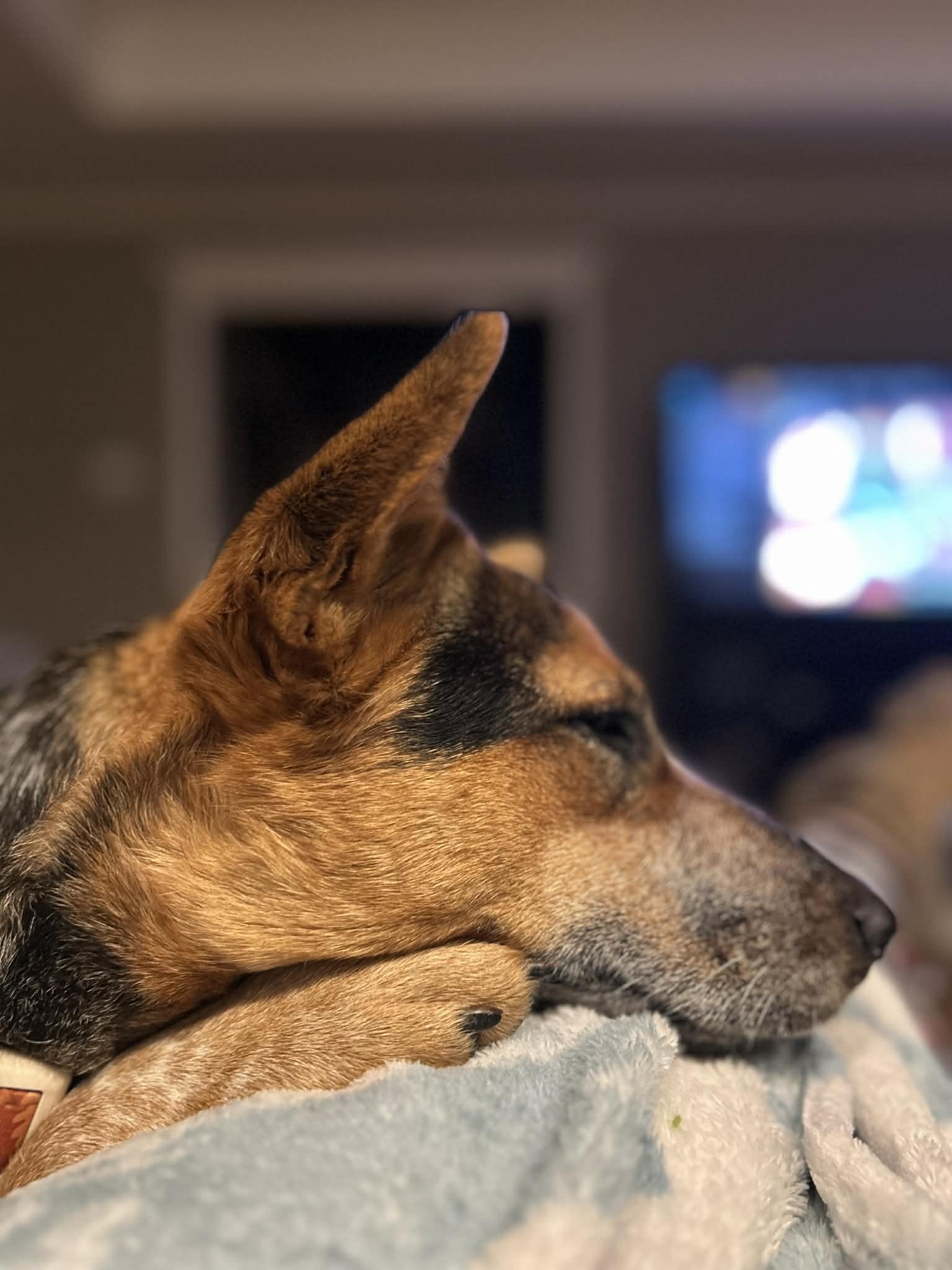 Enlarge Kristy , a Adoptable Australian Cattle Dog / Blue Heeler in Springtown , TX image 4/6