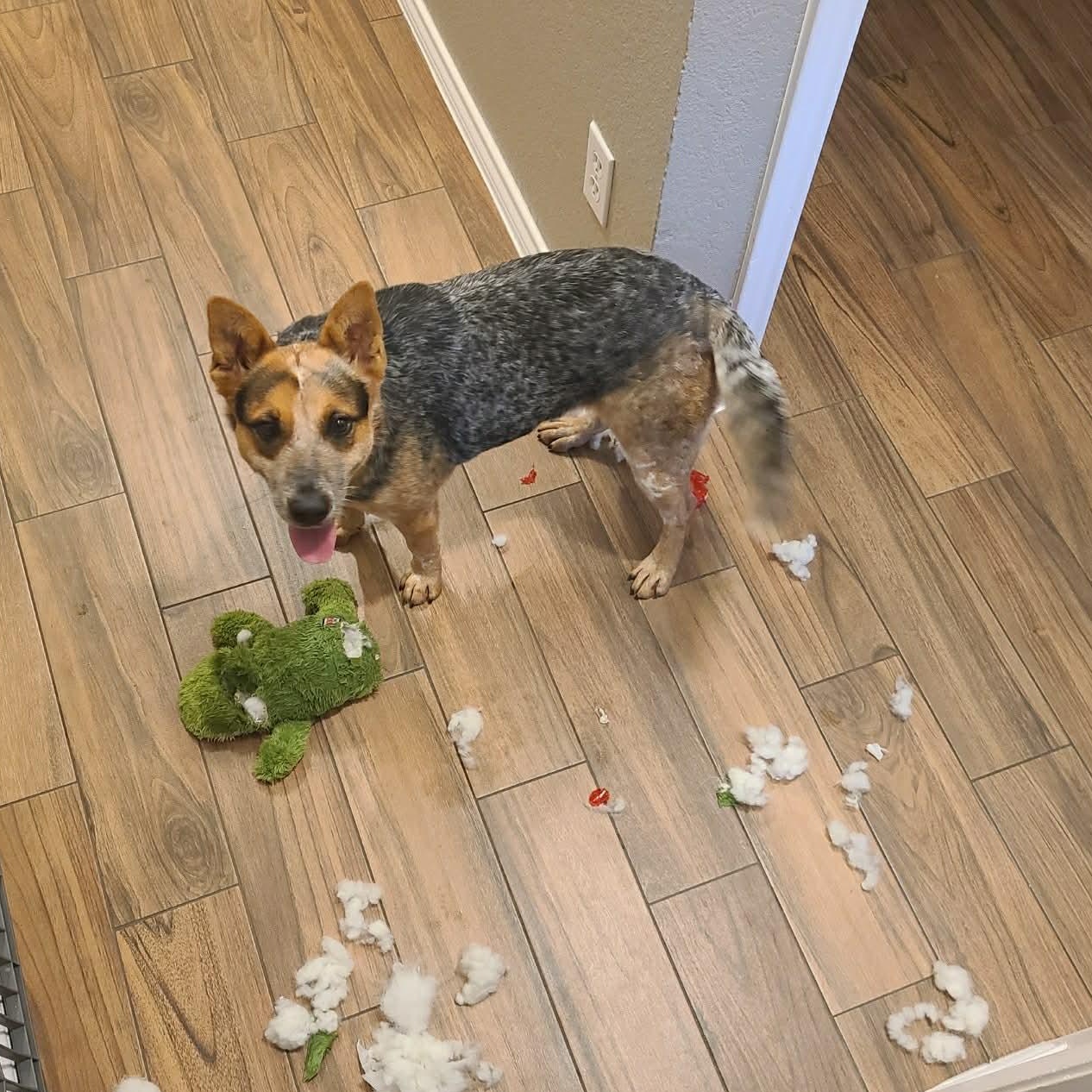 Enlarge Kristy , a Adoptable Australian Cattle Dog / Blue Heeler in Springtown , TX image 5/6