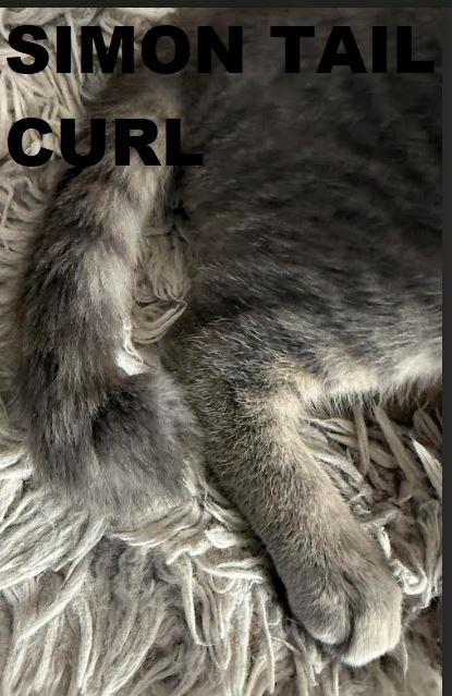 Enlarge Simon, a Adoptable mixed breed in Owatonna, MN image 1/5