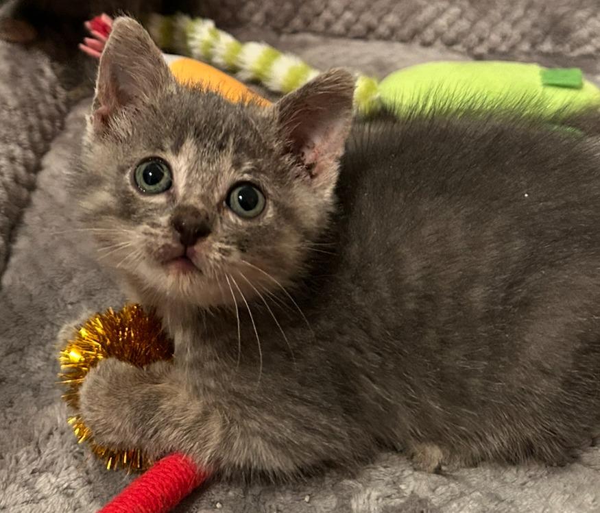 Enlarge Simon, a Adoptable mixed breed in Owatonna, MN image 1/1