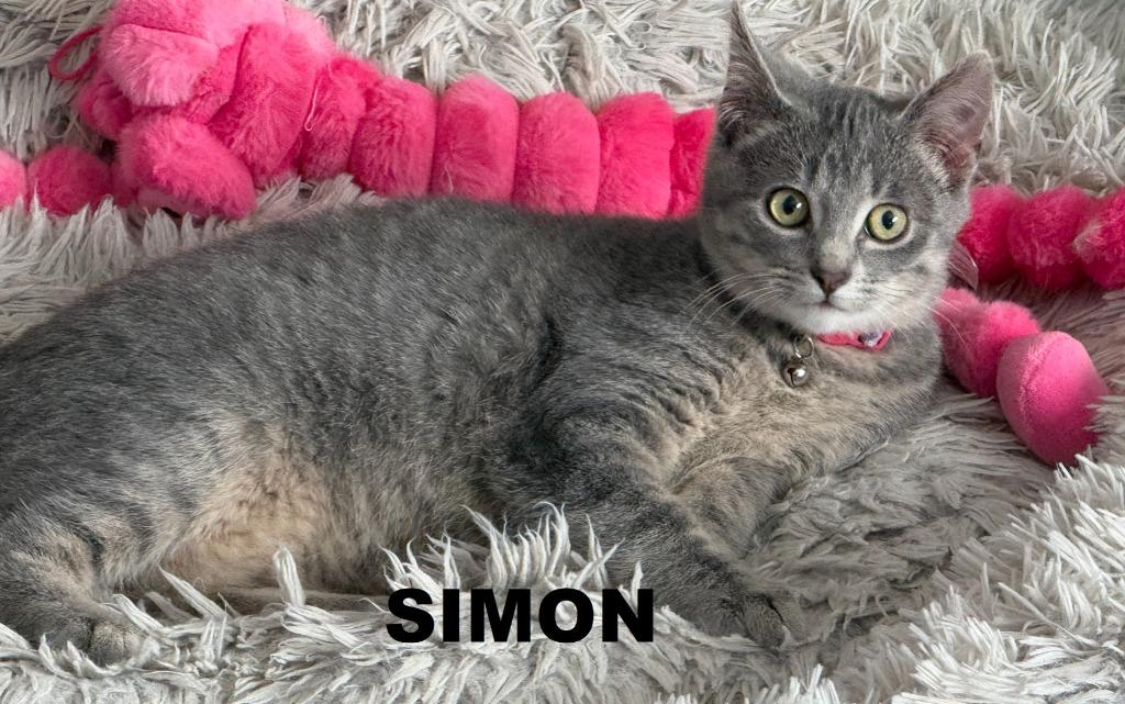 Enlarge Simon, a Adoptable mixed breed in Owatonna, MN image 3/5