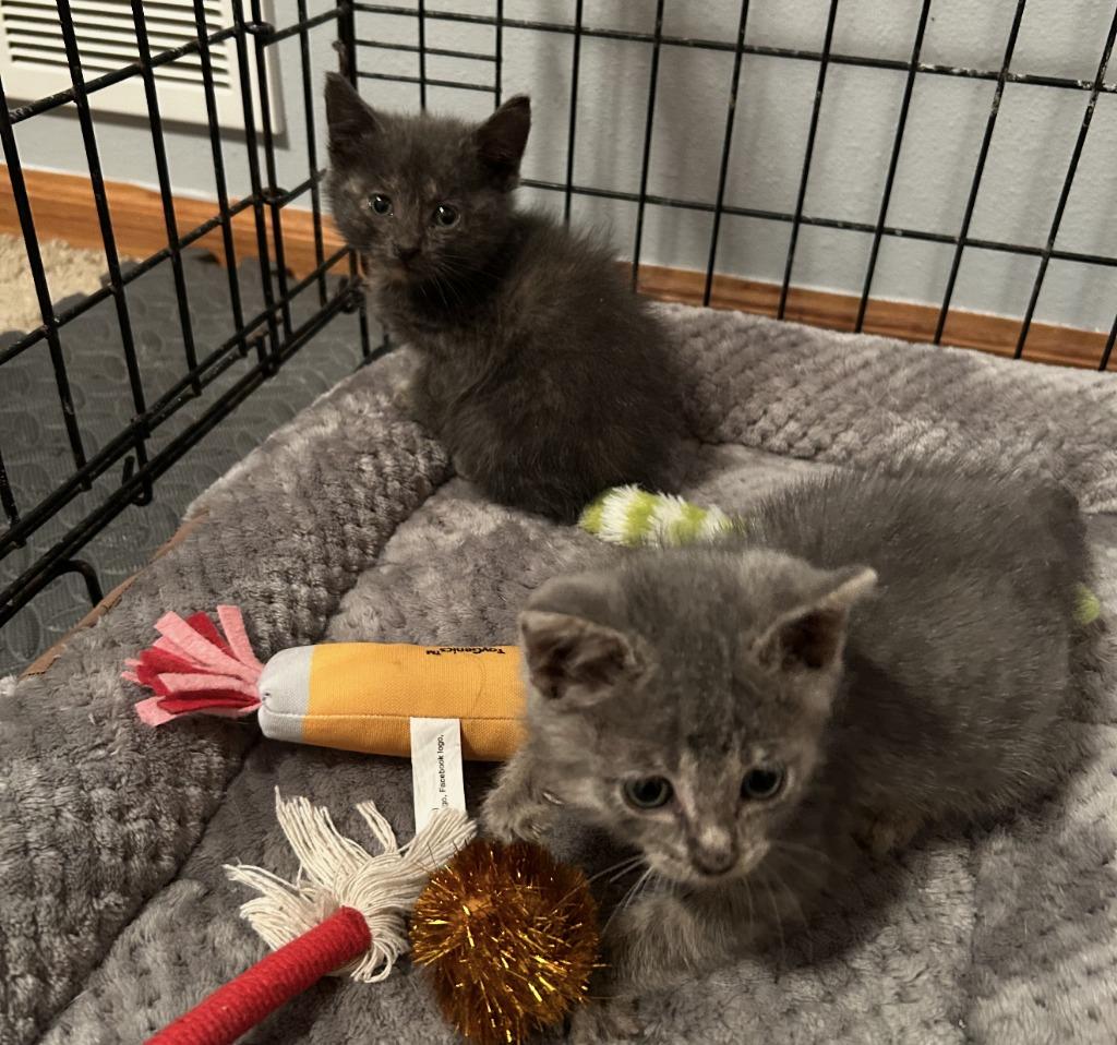 Enlarge Simon, a Adoptable mixed breed in Owatonna, MN image 4/5