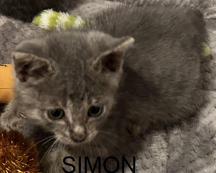 Enlarge Simon, a Adoptable mixed breed in Owatonna, MN image 5/5