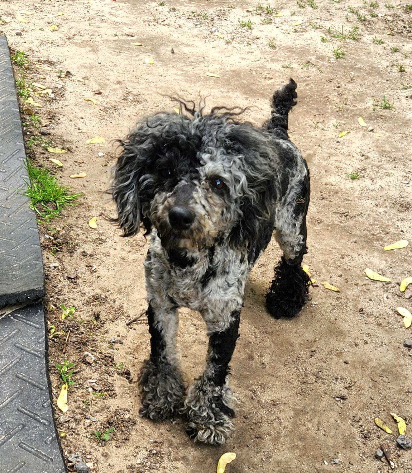 Jason, Young Male Miniature Poodle