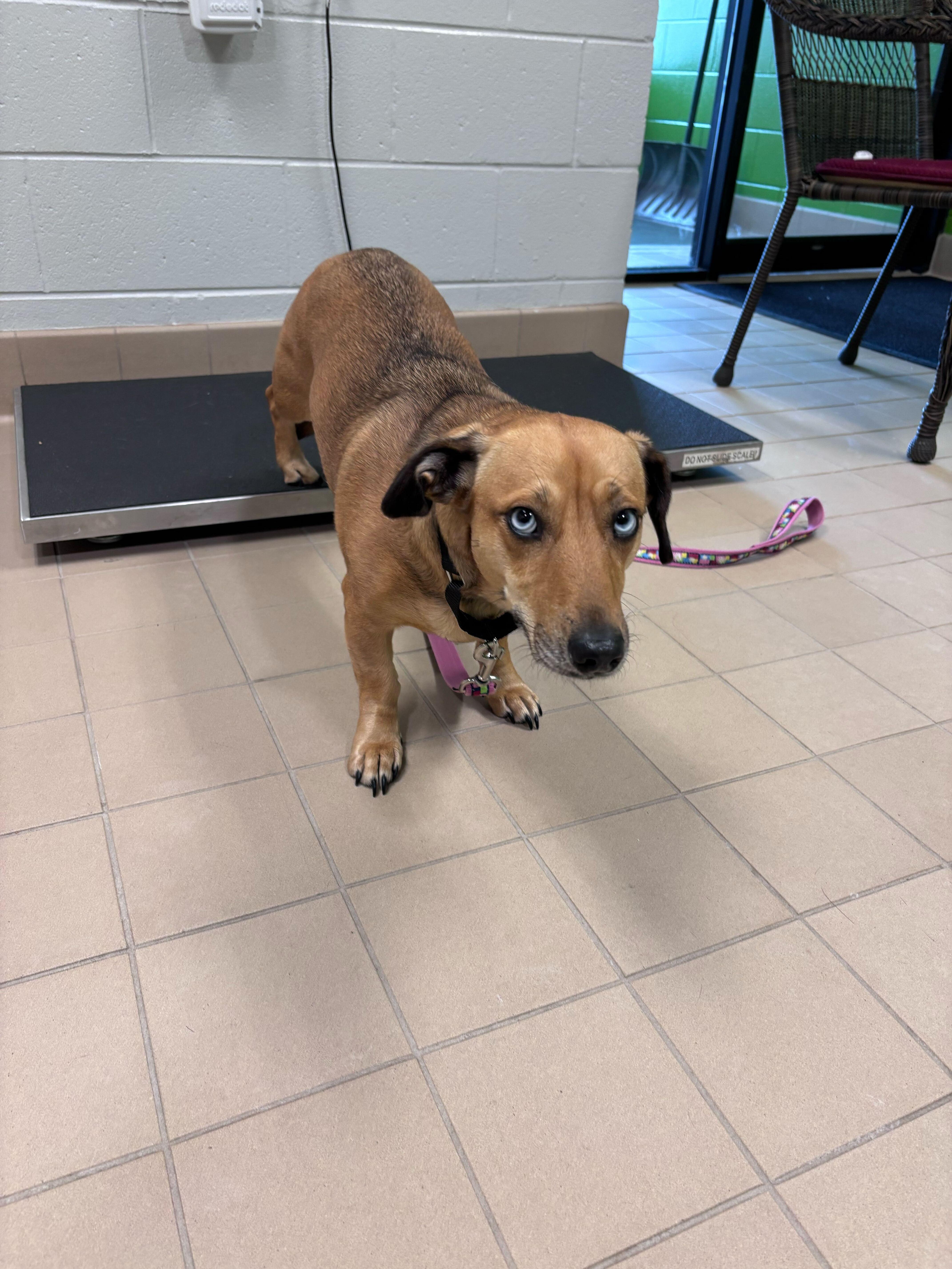 Enlarge Honey, a ADOPTABLE mixed breed in Jackson, MI image 1/1