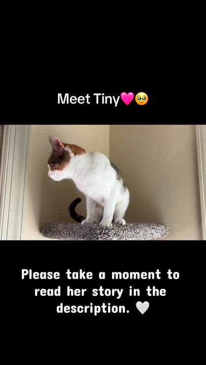 Enlarge Tiny, a Adoptable Domestic Short Hair in Charlotte, NC video 2/4