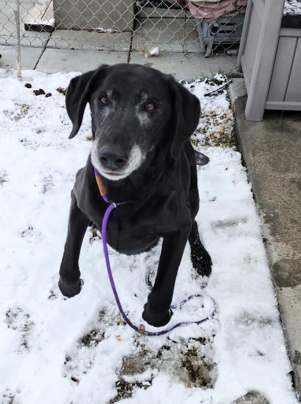 Django 45856, Adoptable, Senior Male Labrador Retriever.