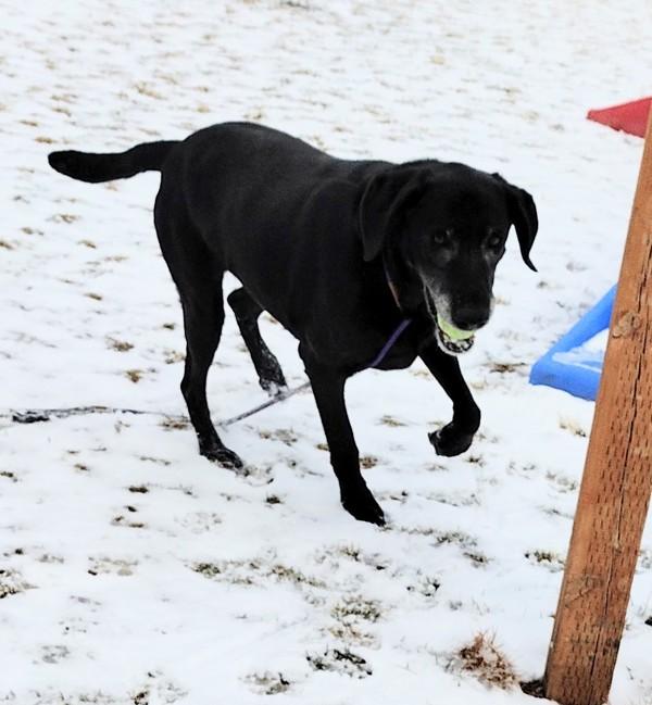 Enlarge Django 45856, a Adoptable mixed breed in Pocatello, ID image 2/5